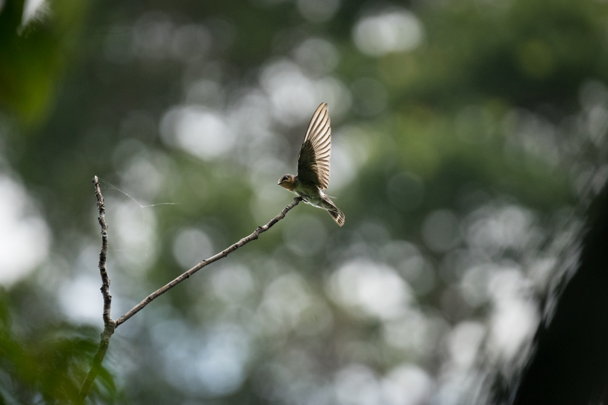 Sony 70-400mm F4-5.6 G SSM II sample photo