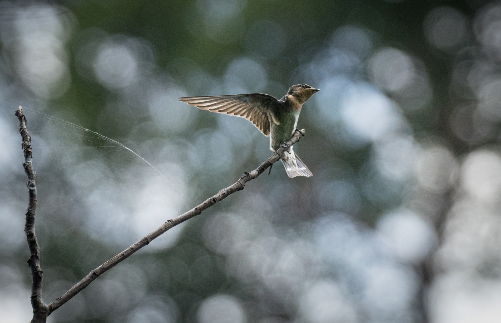 Sony 70-400mm F4-5.6 G SSM II sample photo