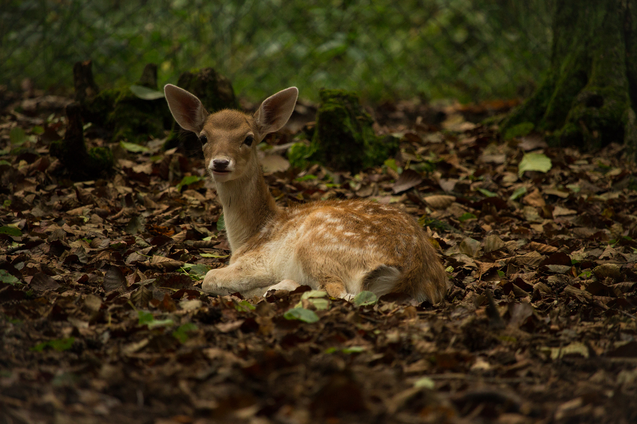 Canon EF-S 55-250mm F4-5.6 IS STM sample photo. Parco faunistico "la torbiera" photography