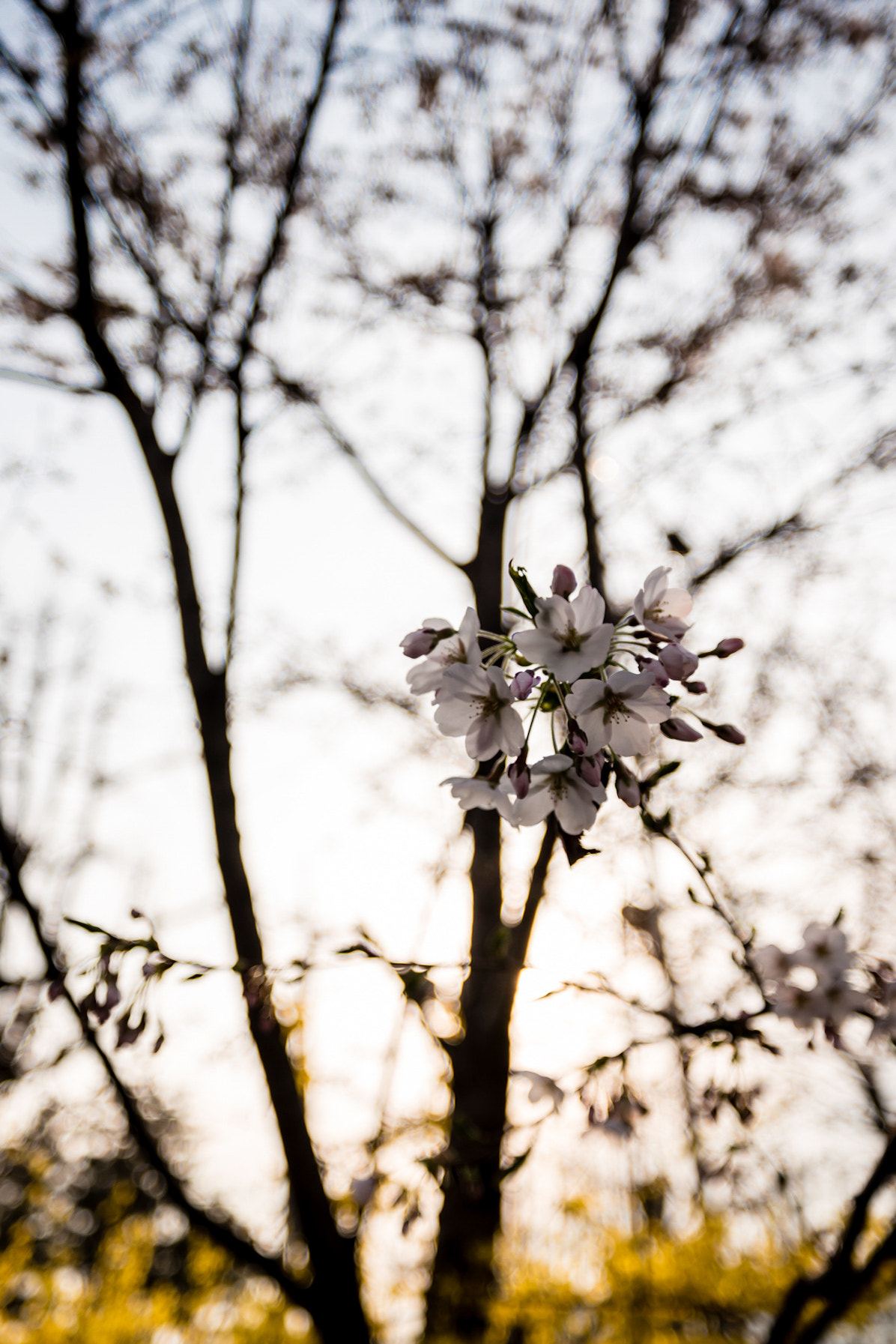 Saumsun NX 16-50mm F2-2.8 S ED OIS sample photo. Cherry blossom in backlight photography