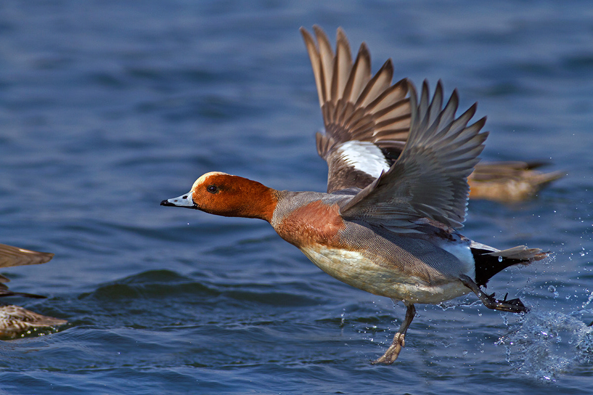 Canon EF 300mm f/2.8L + 2x sample photo. Widgeon photography