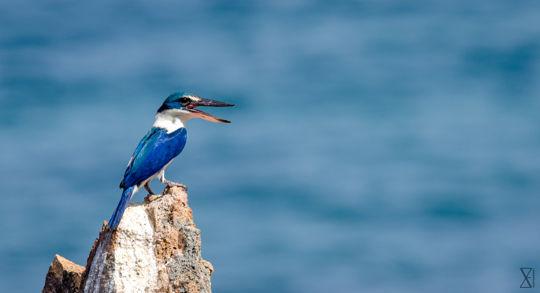 Sigma 120-400mm F4.5-5.6 DG OS HSM sample photo. Blue kingfisher photography