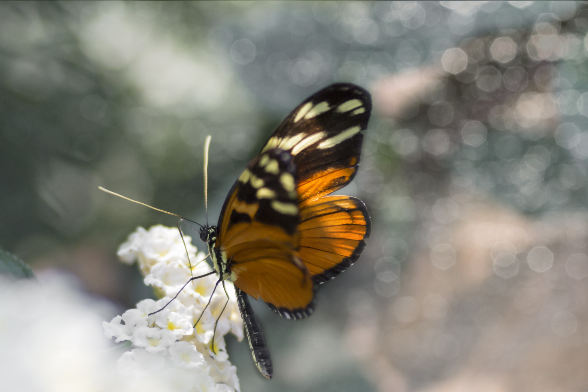 Canon EOS 700D (EOS Rebel T5i / EOS Kiss X7i) + Tamron SP AF 90mm F2.8 Di Macro sample photo. Flakes of light photography