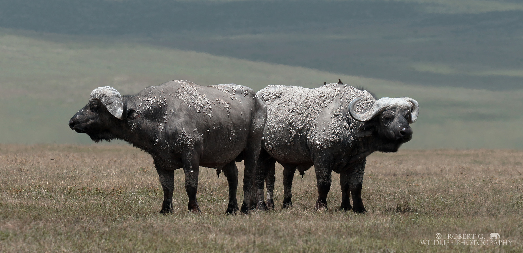 Sony SLT-A77 + Minolta/Sony AF 70-200mm F2.8 G sample photo. White buffalo in ngorongoro photography