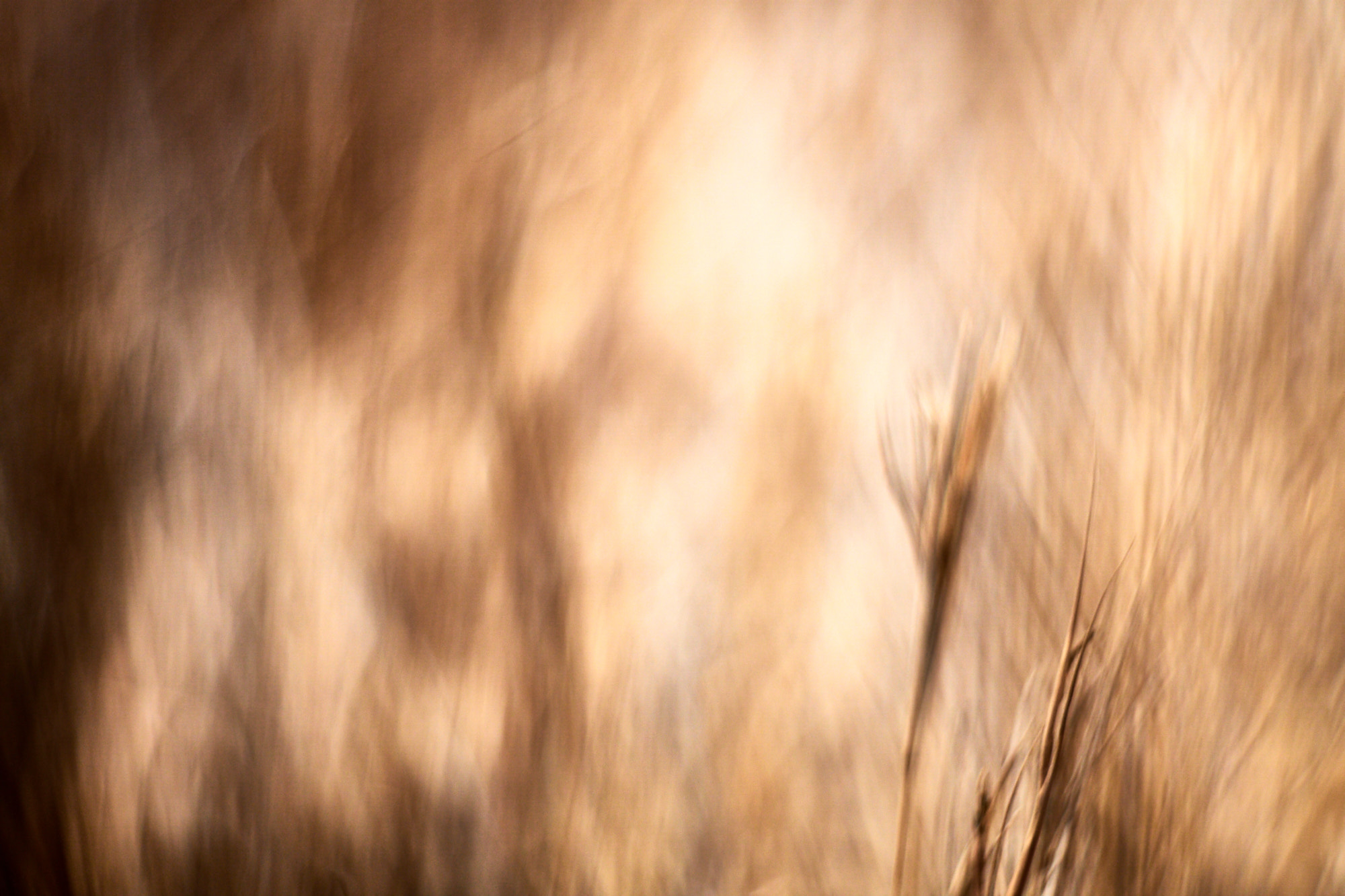 Sony ILCA-77M2 + Minolta AF 50mm F1.7 sample photo. Thinkwheat photography