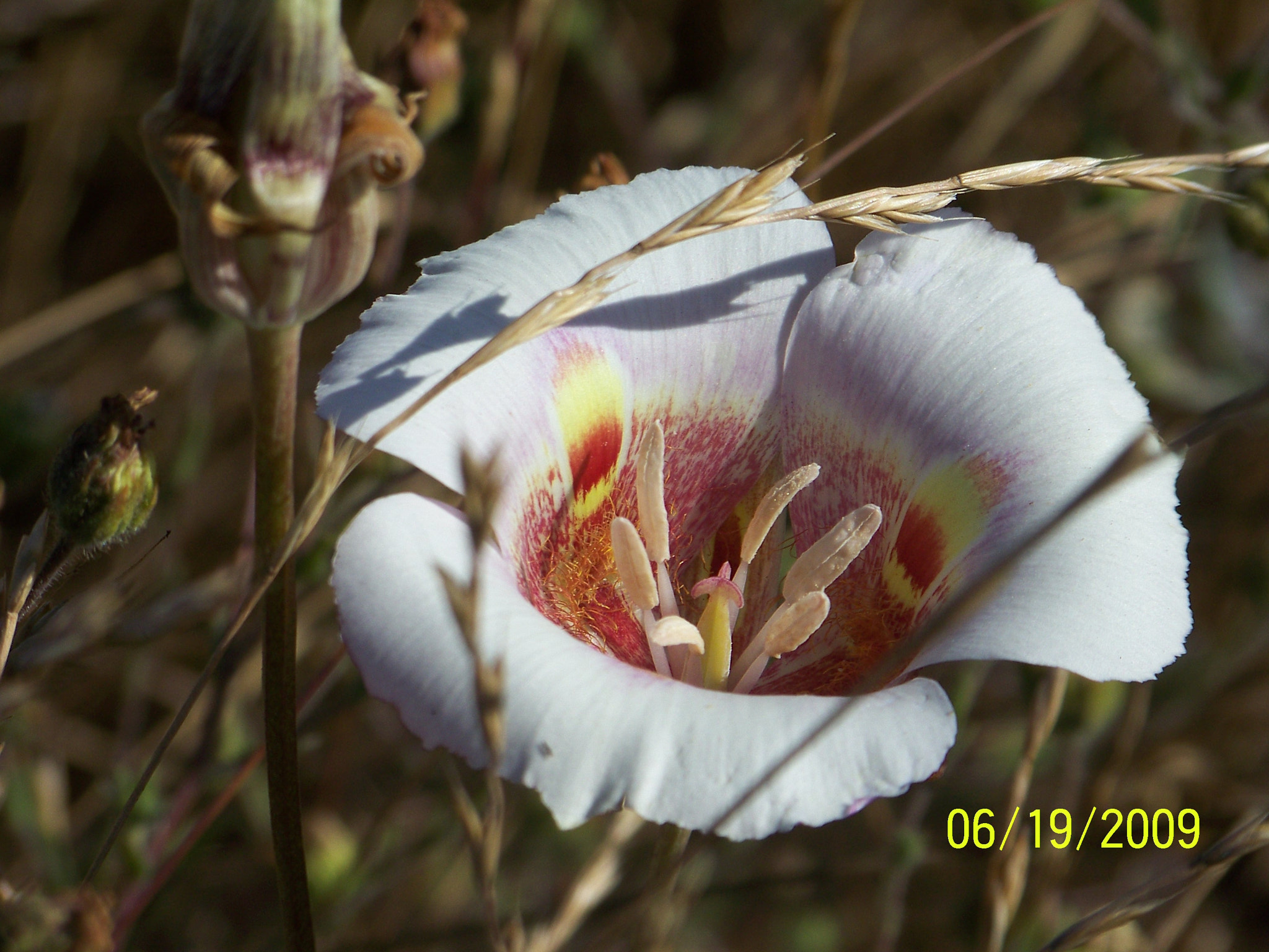 Kodak Z712 IS ZOOM DIGITAL CAMERA sample photo. Flame poppy-spring 2009 photography