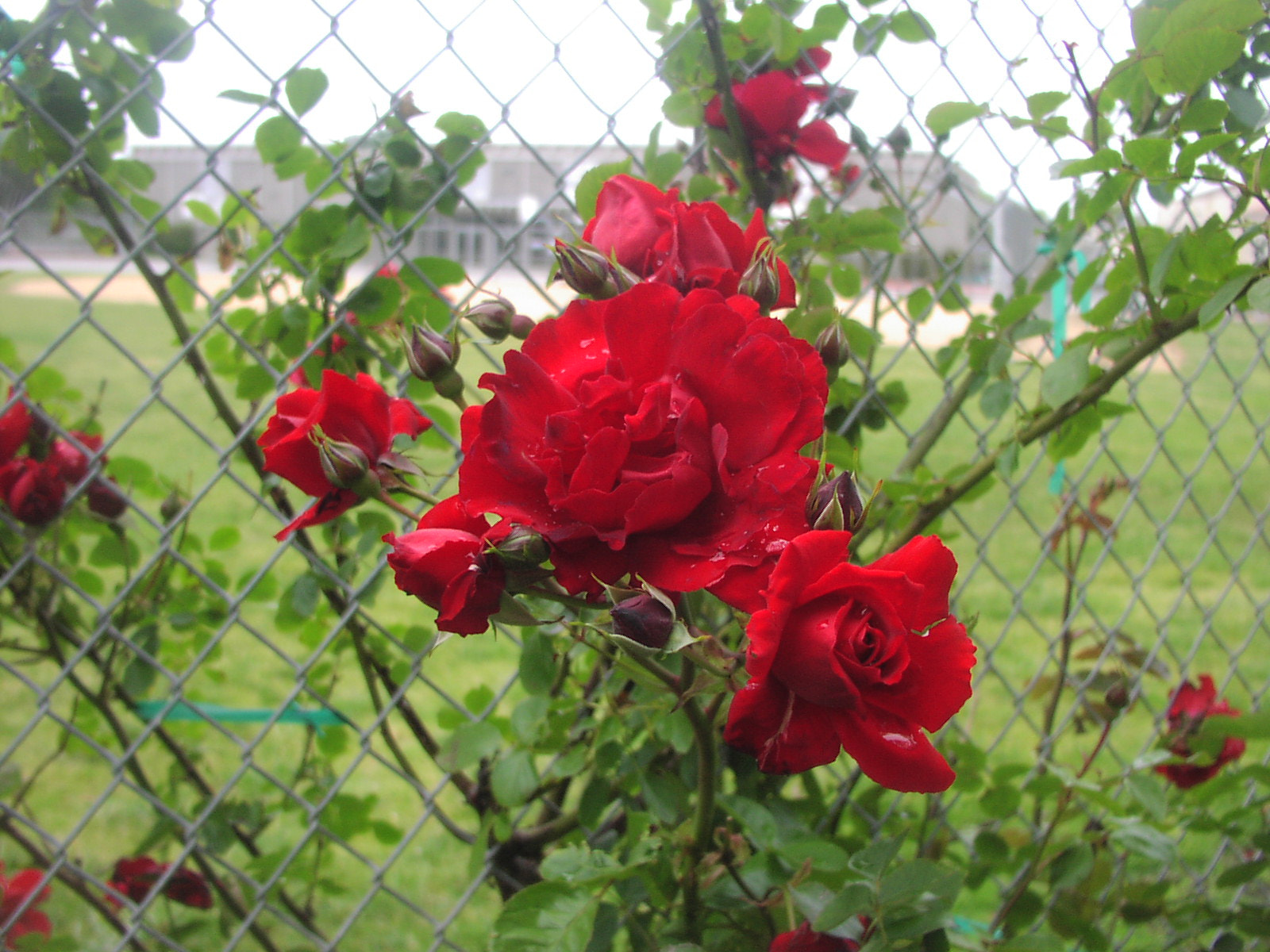 Olympus C2040Z sample photo. Burlingame high school roses-spring 2009 photography