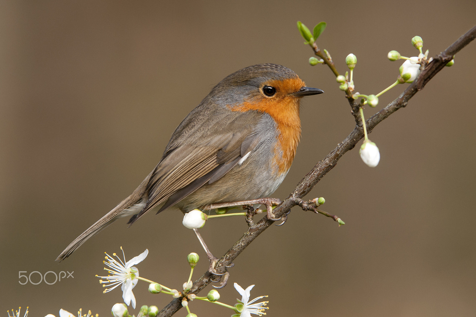 Nikon AF-S Nikkor 200-400mm F4G ED-IF VR sample photo. Erithacus rubecula photography