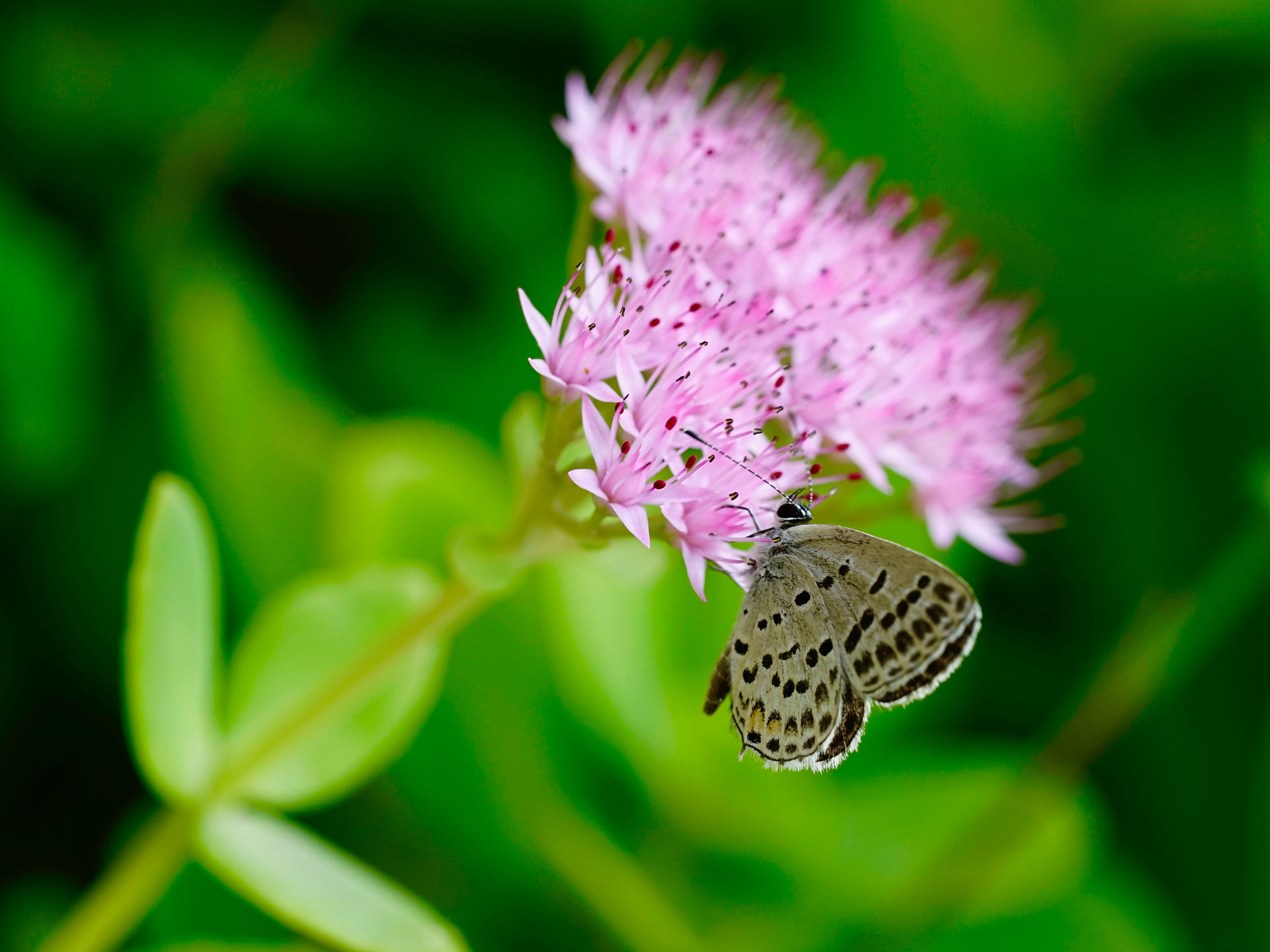 Sony a7 II + Sony FE 90mm F2.8 Macro G OSS sample photo. 花誘蝶 photography