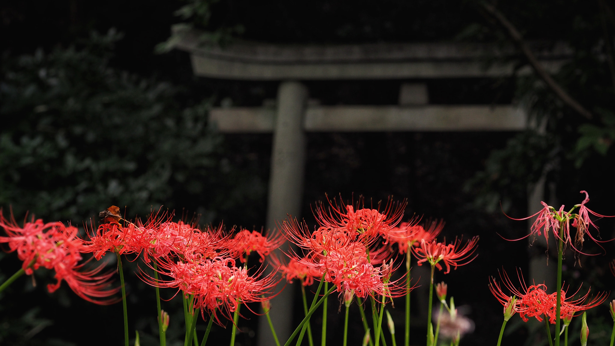Olympus PEN E-PL7 sample photo. Red spider lilies and the shrine gate photography