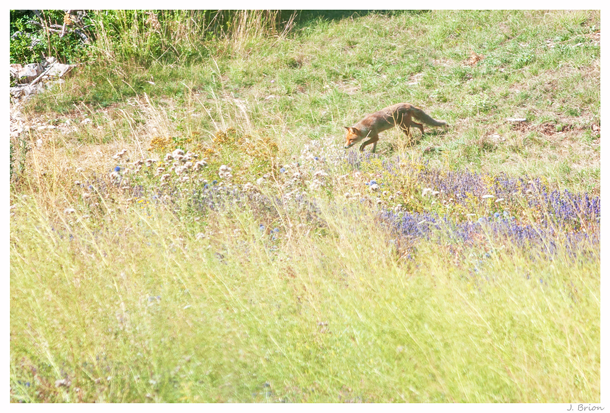 Nikon D90 + Nikon AF-S Nikkor 300mm F4D ED-IF sample photo. Renard photography