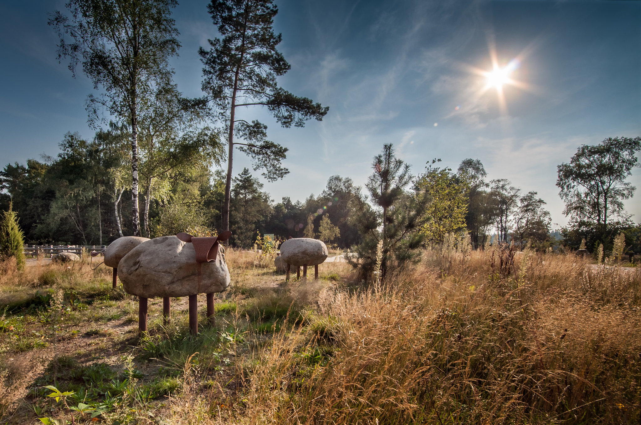 Samyang 14mm F2.8 ED AS IF UMC sample photo. Sheep in holland photography