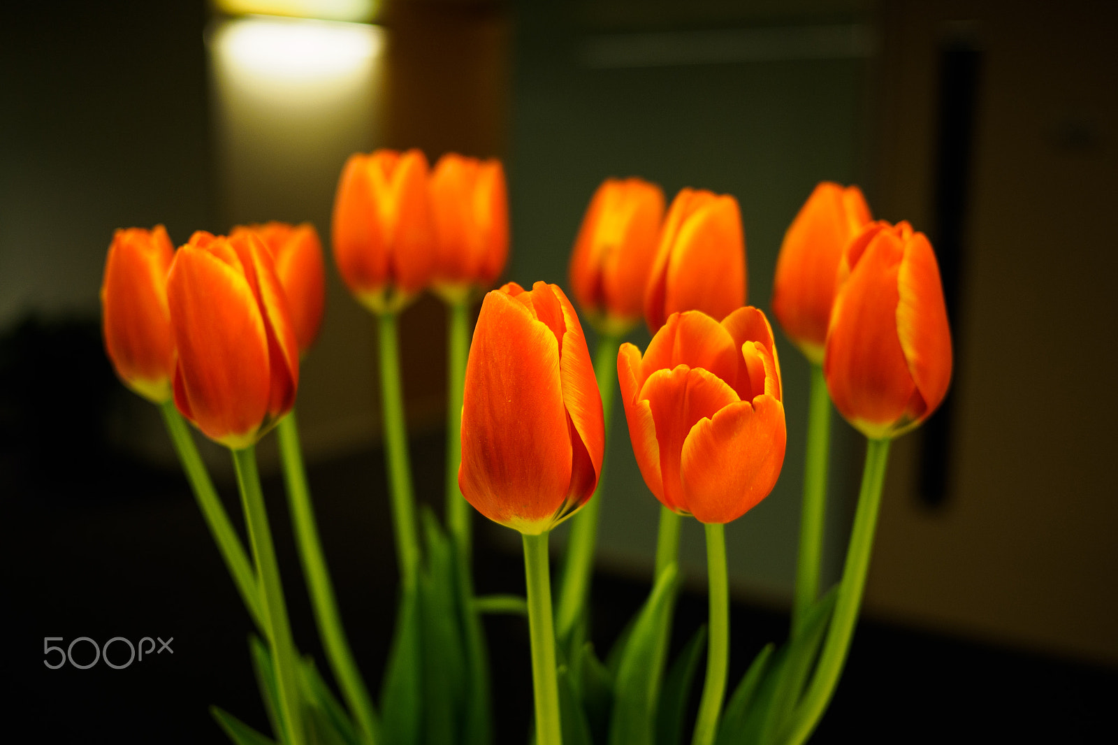 Olympus OM-D E-M5 II + Panasonic Lumix G 20mm F1.7 ASPH sample photo. Tulips iv photography