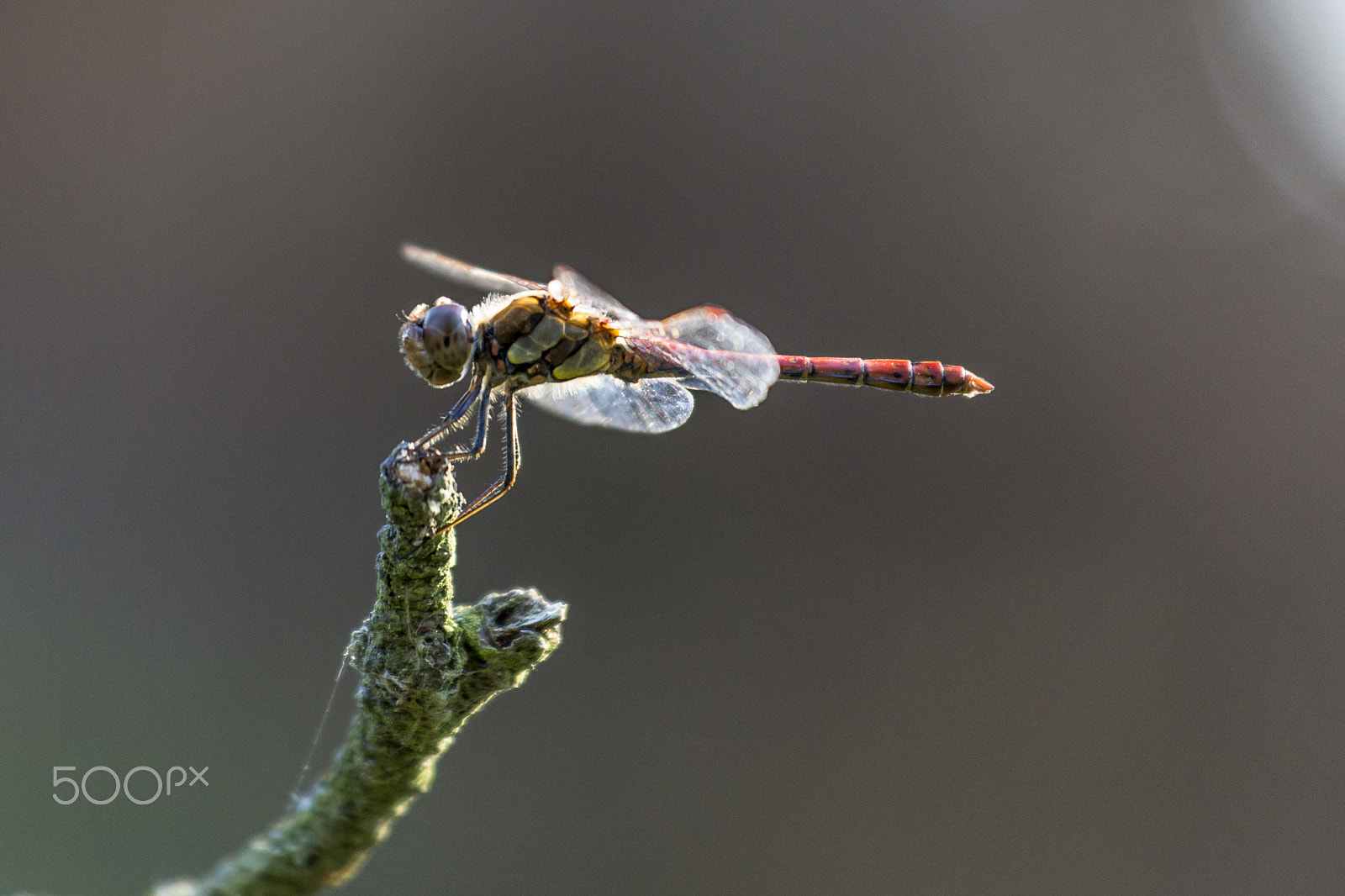 Nikon AF-S Nikkor 70-200mm F4G ED VR sample photo. The dragonfly photography