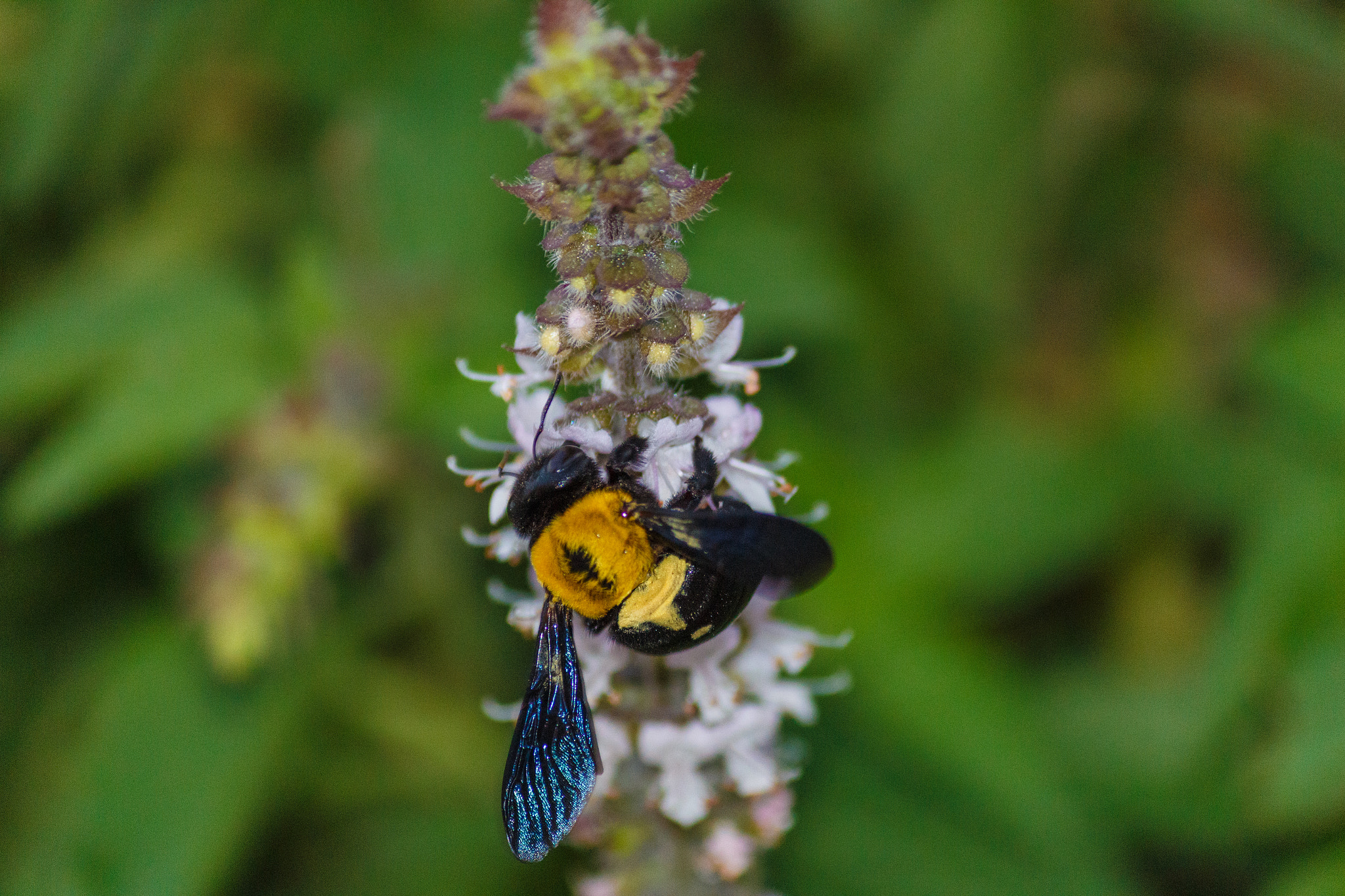 Canon EOS 650D (EOS Rebel T4i / EOS Kiss X6i) sample photo. Wasp photography