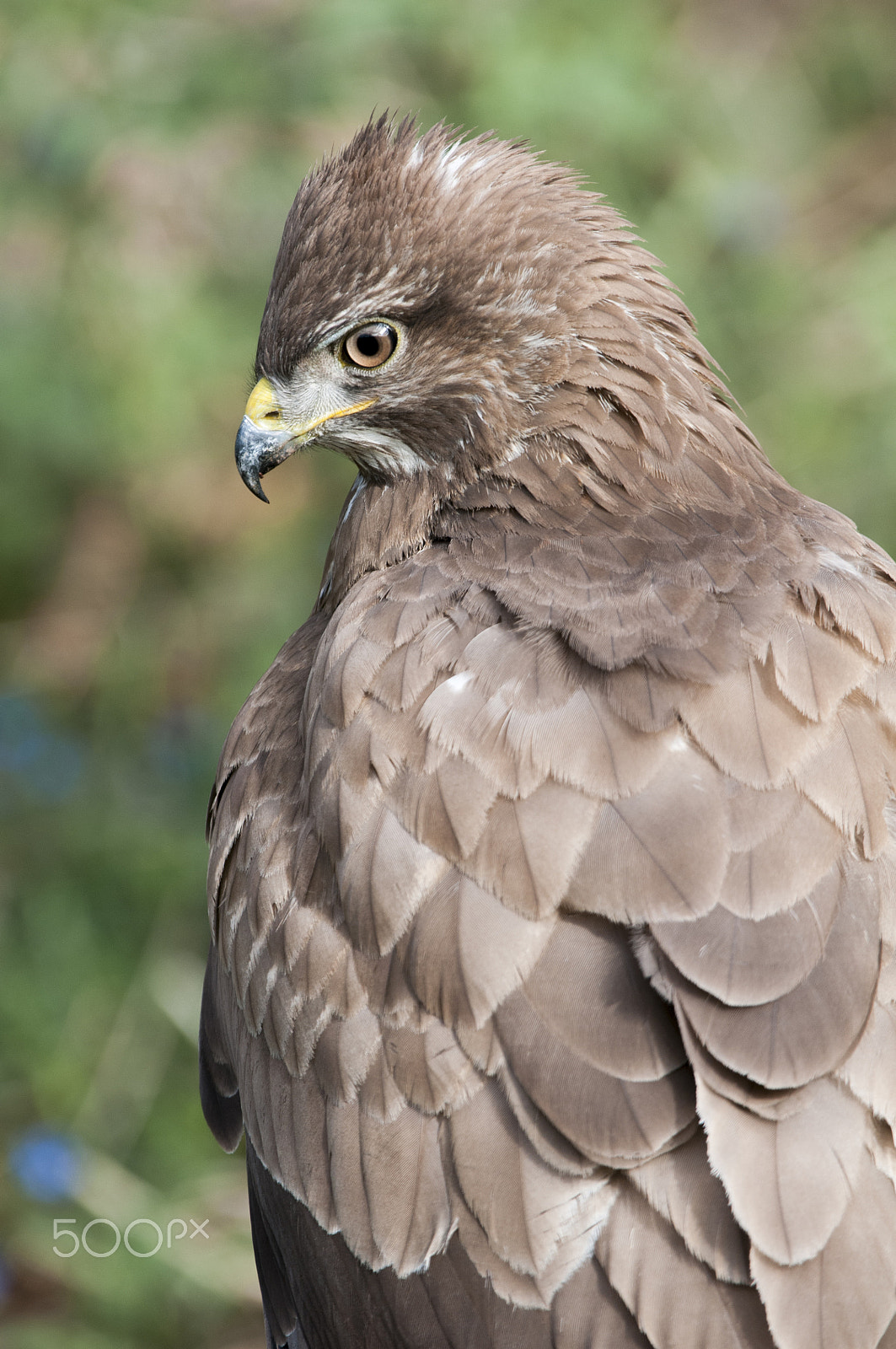 Nikon D300S + Nikon AF-S Nikkor 200-400mm F4G ED-IF VR sample photo. Buteo buteo (de espaldas) photography