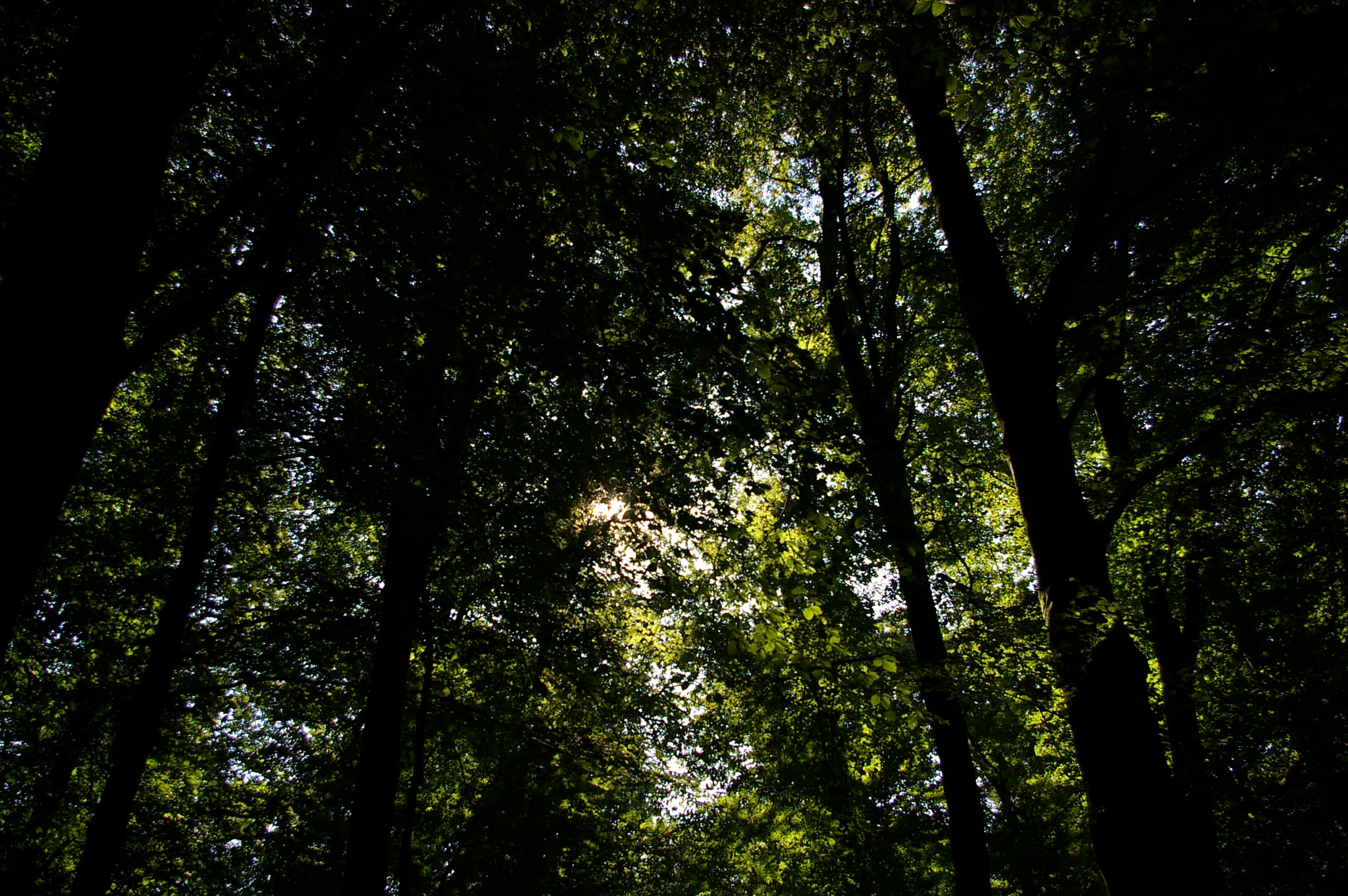 Pentax *ist DL sample photo. Veluwe - vi photography