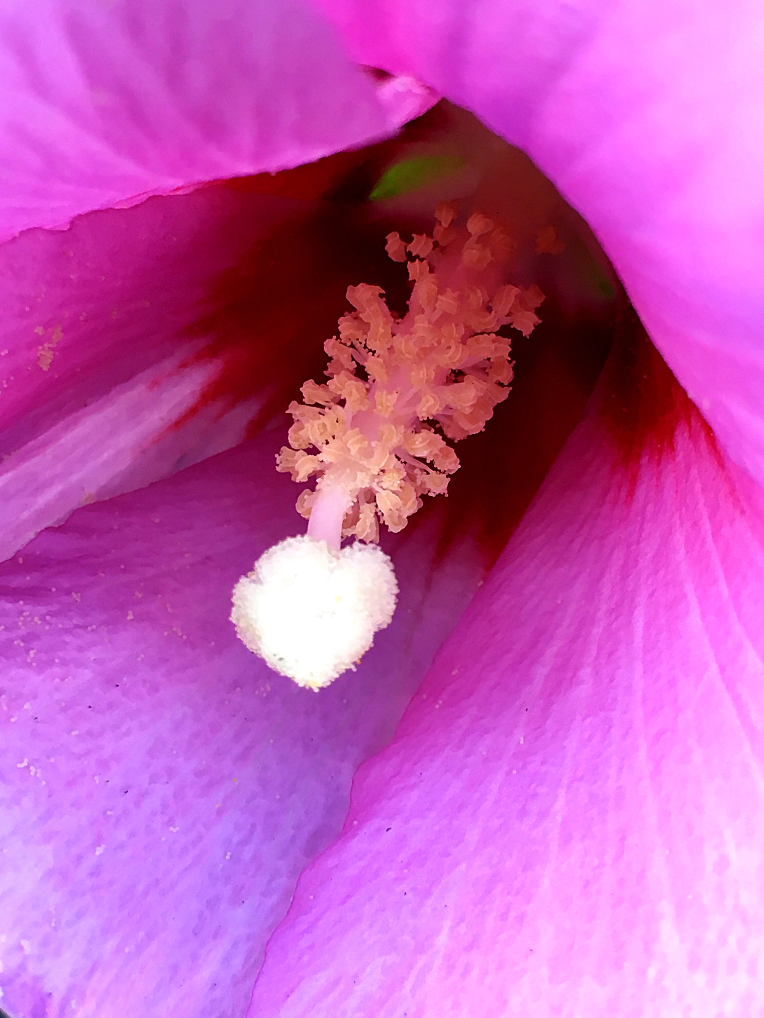 Apple iPhone8,1 sample photo. Pink whispers photography