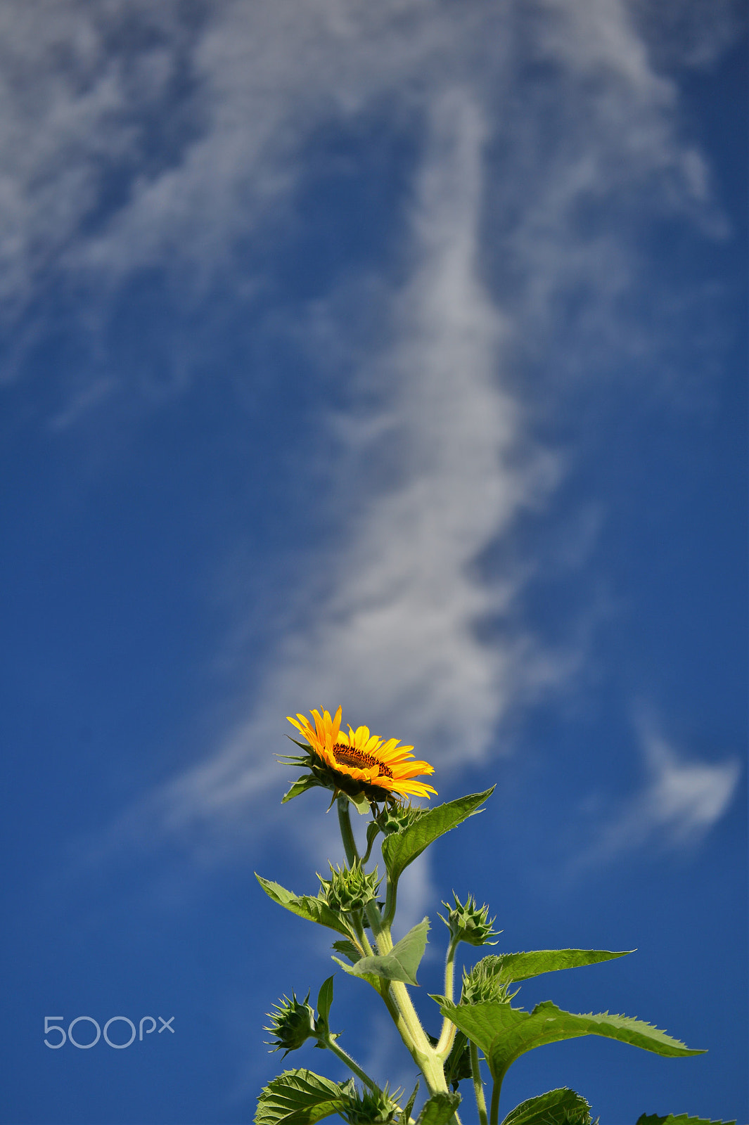 Nikon Df sample photo. Sunny side up photography