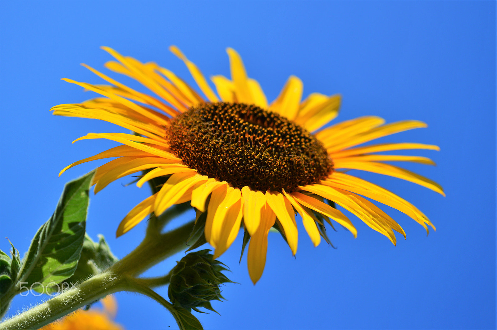 Nikon Df sample photo. Sunny side up 2 photography