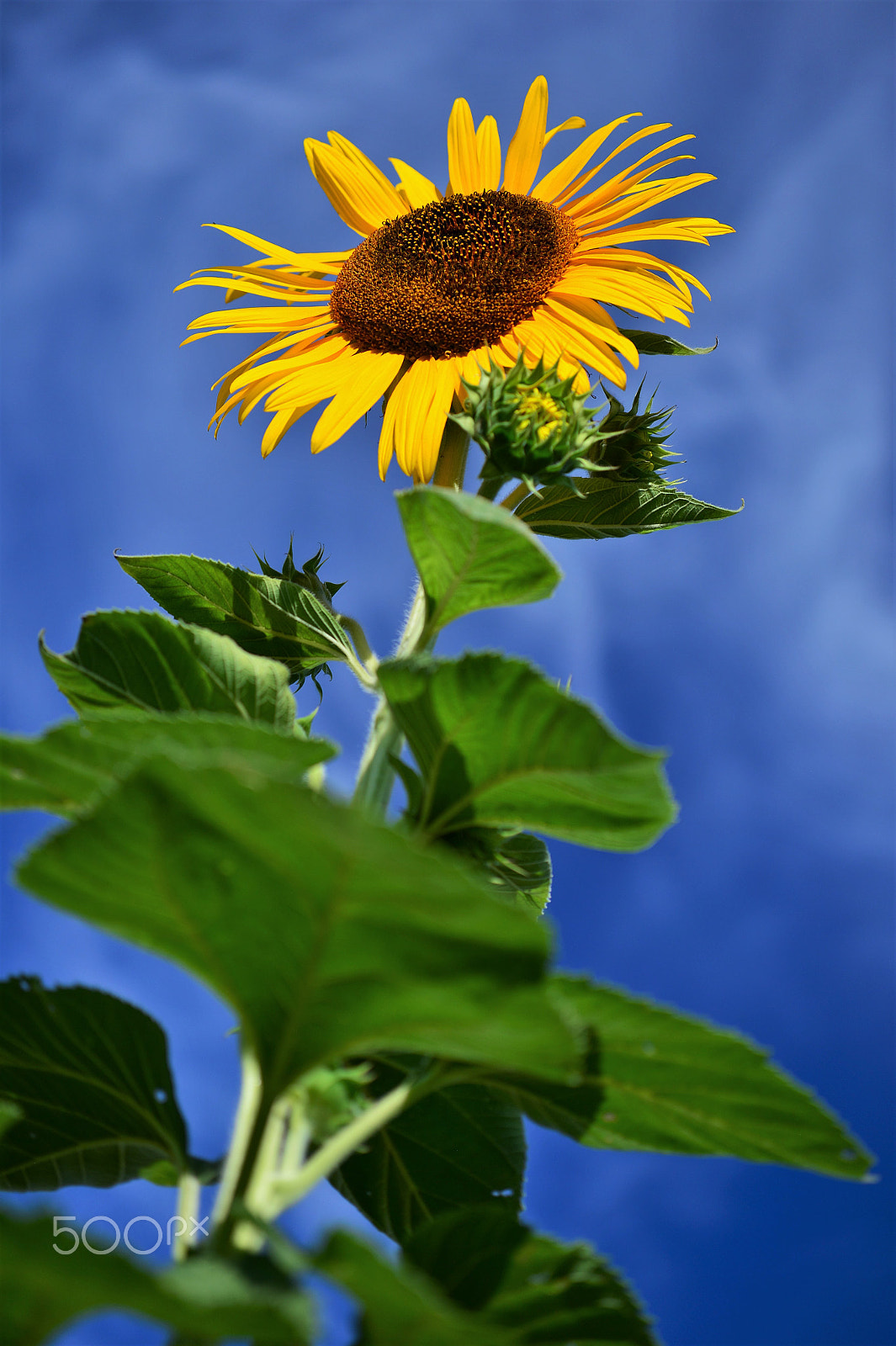 Nikon Df sample photo. Sunny side up 3 photography