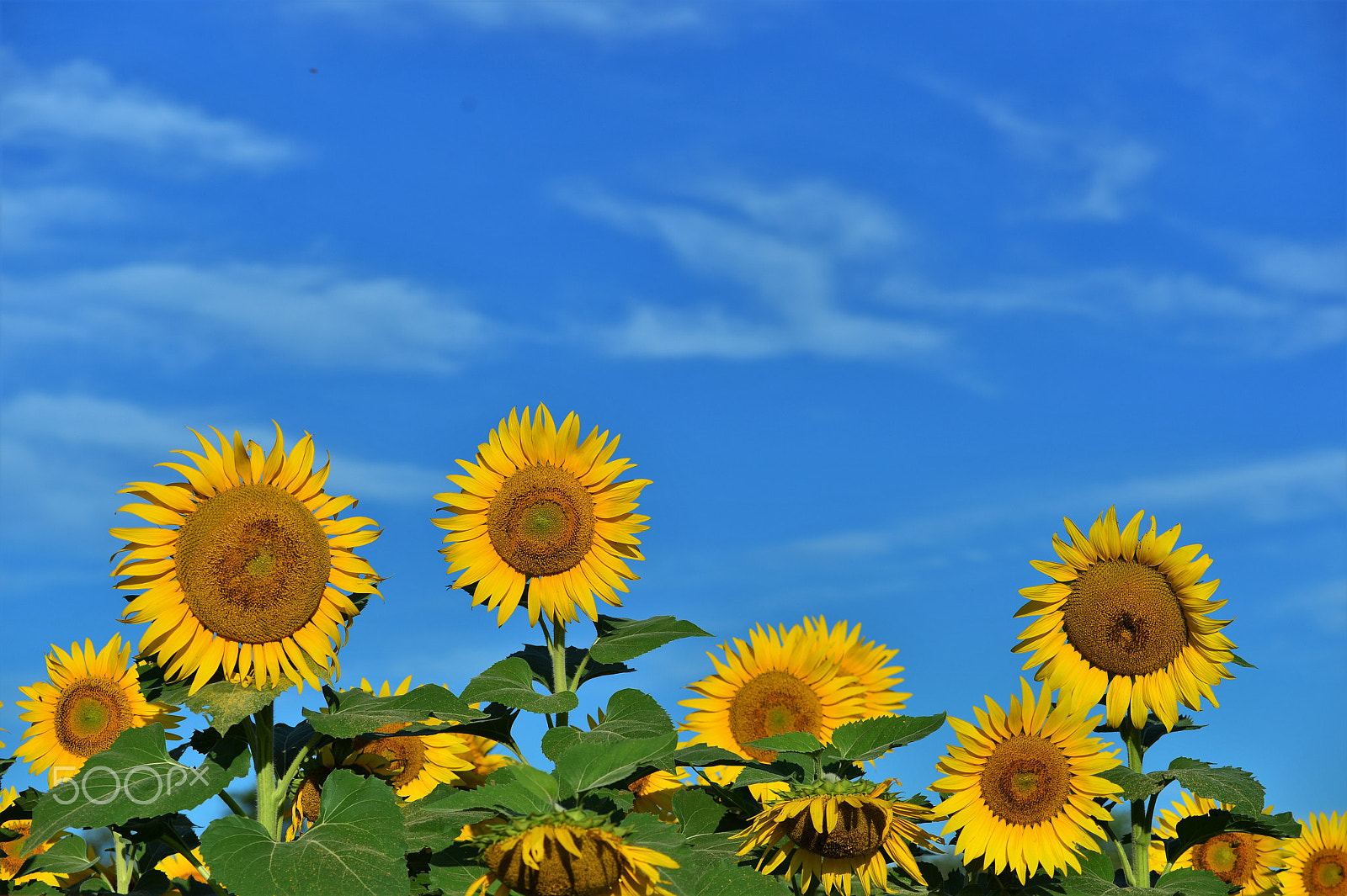 Nikon Df sample photo. Sunny side up 4 photography