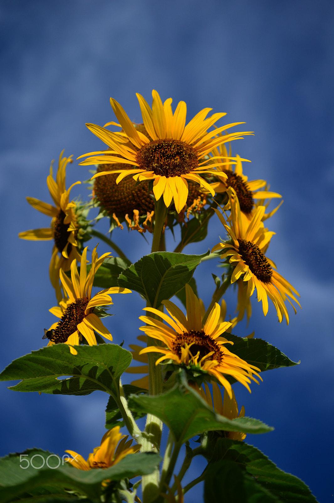 Nikon Df sample photo. Sunny side up 5 photography