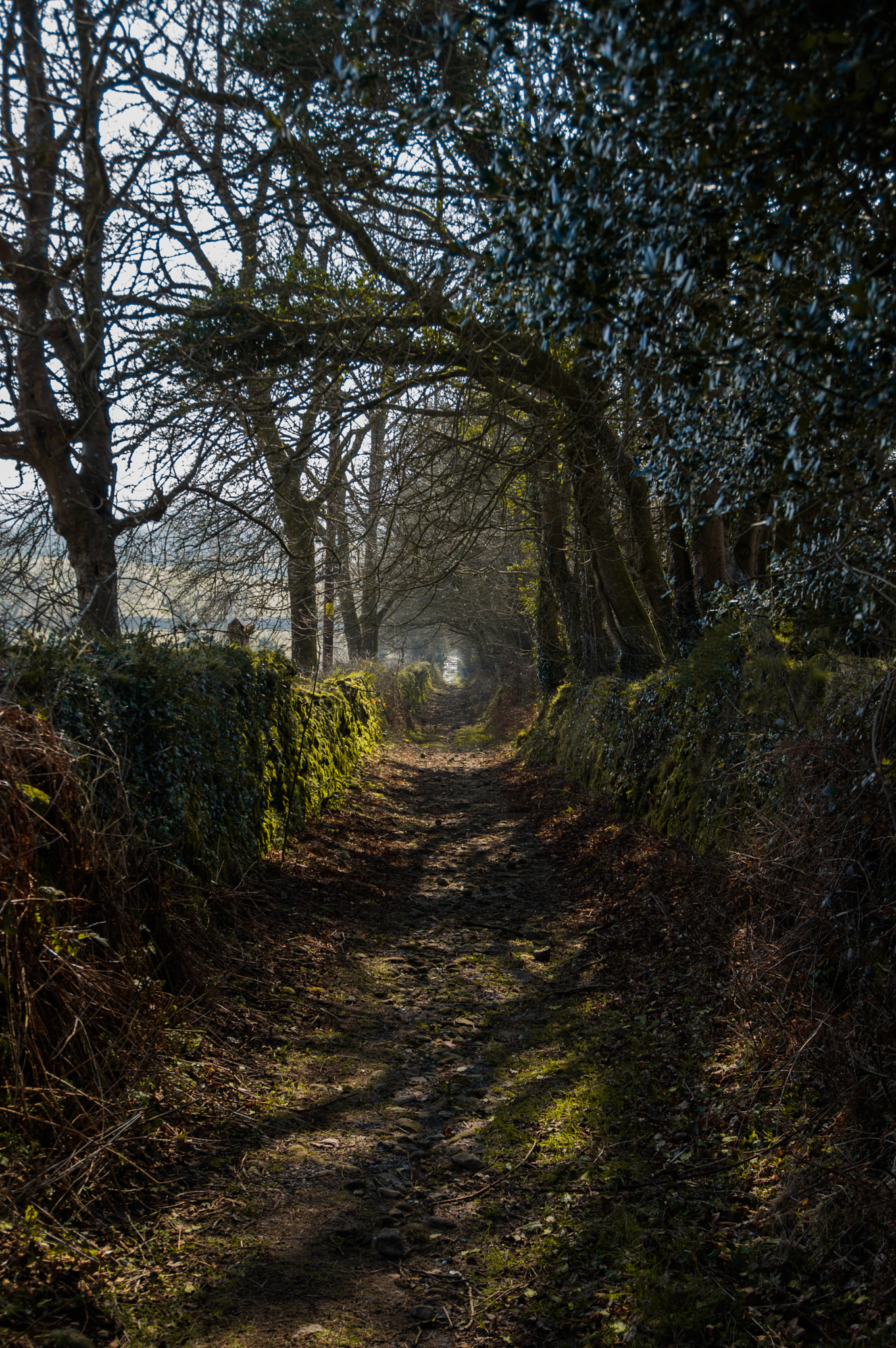 Pentax K-3 II + HD Pentax DA 16-85mm F3.5-5.6 ED DC WR sample photo. Paths oft trod photography