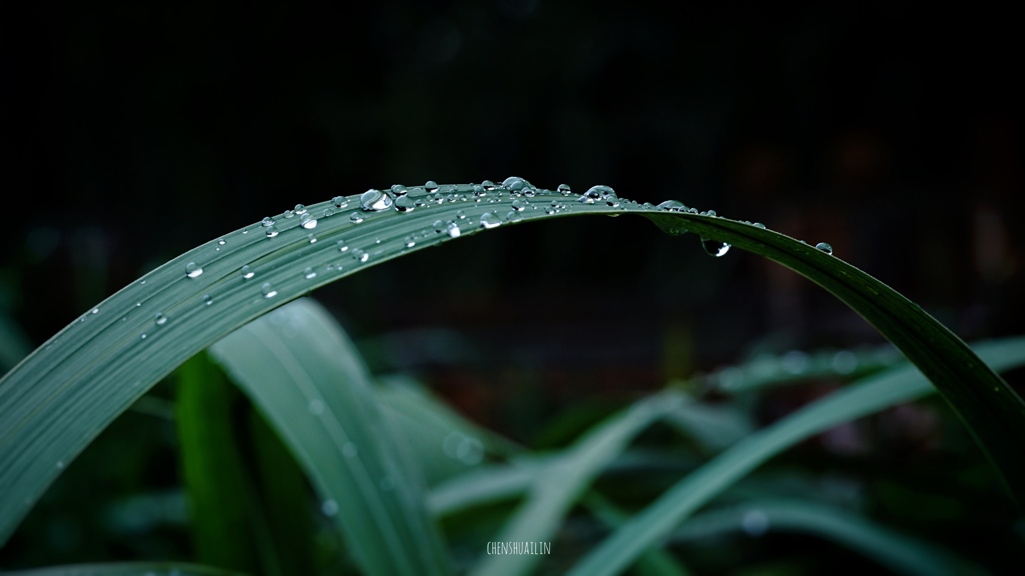 Sony FE 85mm F1.4 GM sample photo
