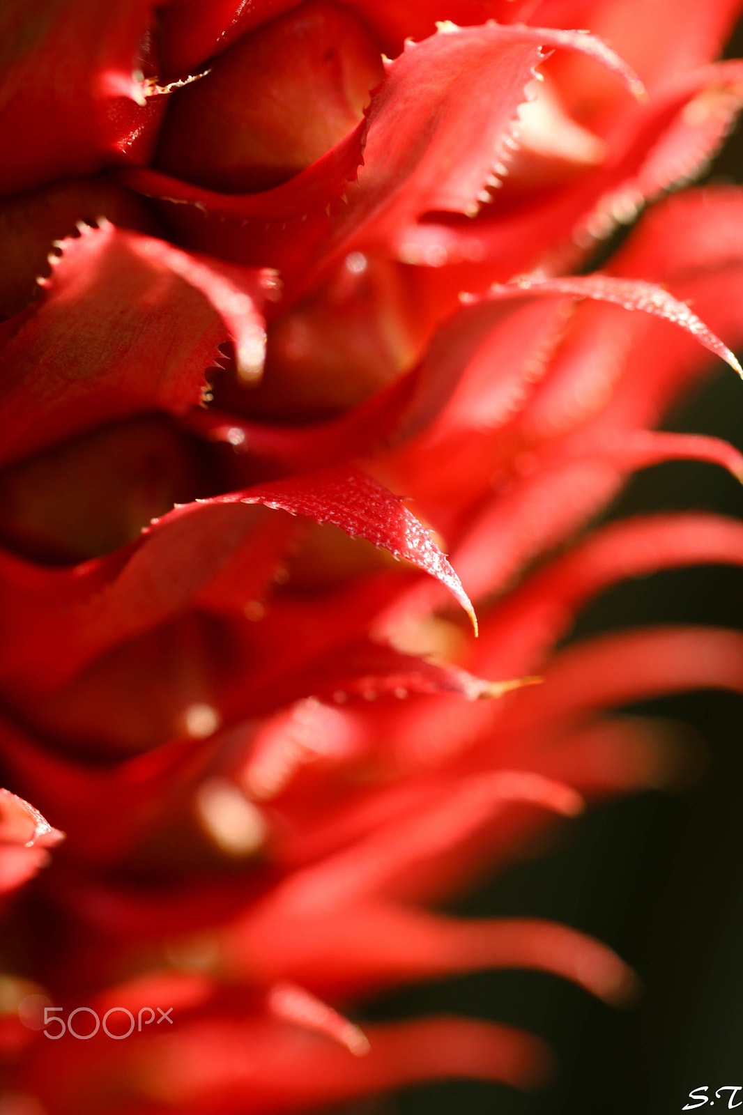 Tamron SP AF 60mm F2 Di II LD IF Macro sample photo. Made of passion photography