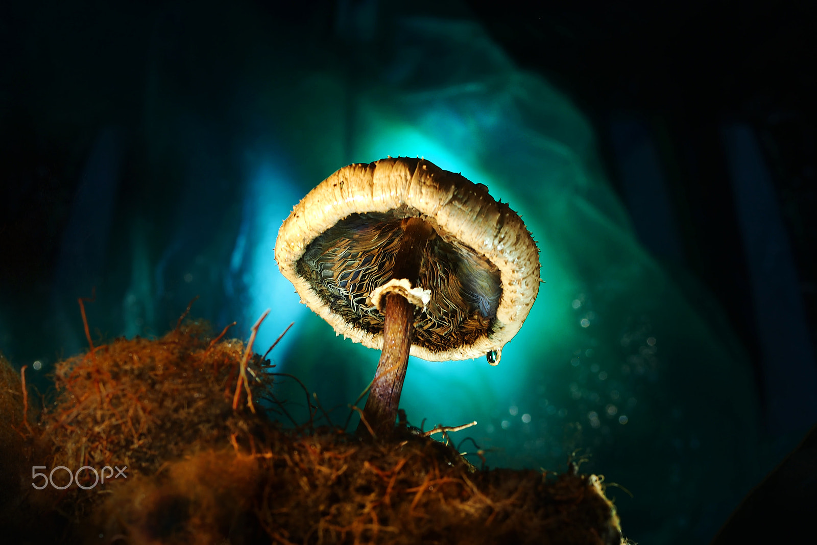 Olympus OM-D E-M5 + OLYMPUS 50mm Lens sample photo. Light the mushroom photography