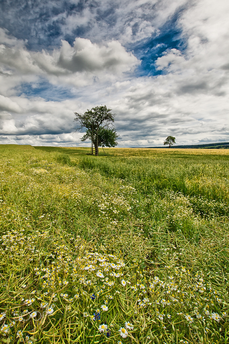 Sigma 10-20mm F3.5 EX DC HSM sample photo. Summer tree photography