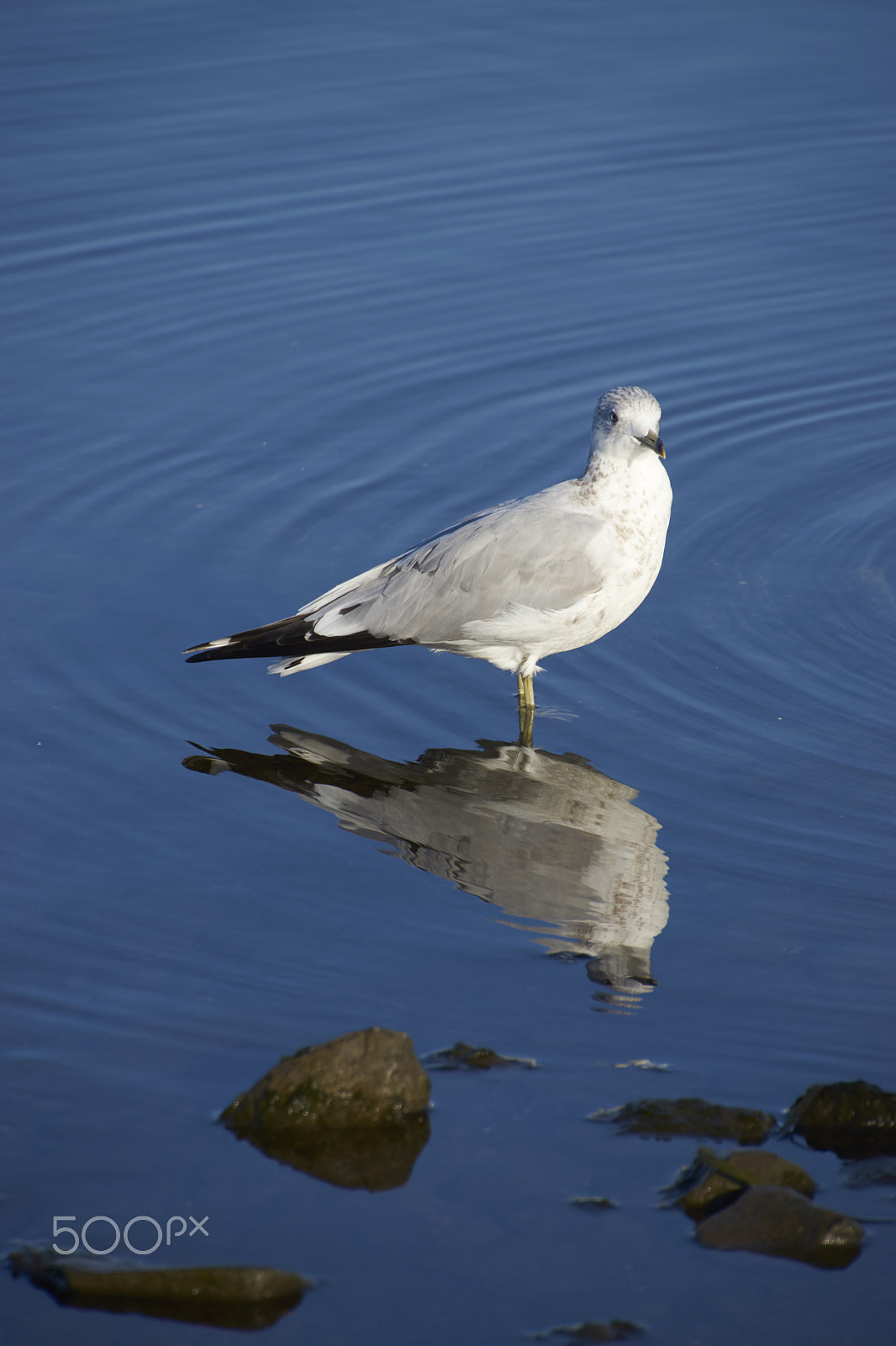 Sony SLT-A65 (SLT-A65V) + DT 18-270mm F3.5-6.3 SSM sample photo. Mouette photography