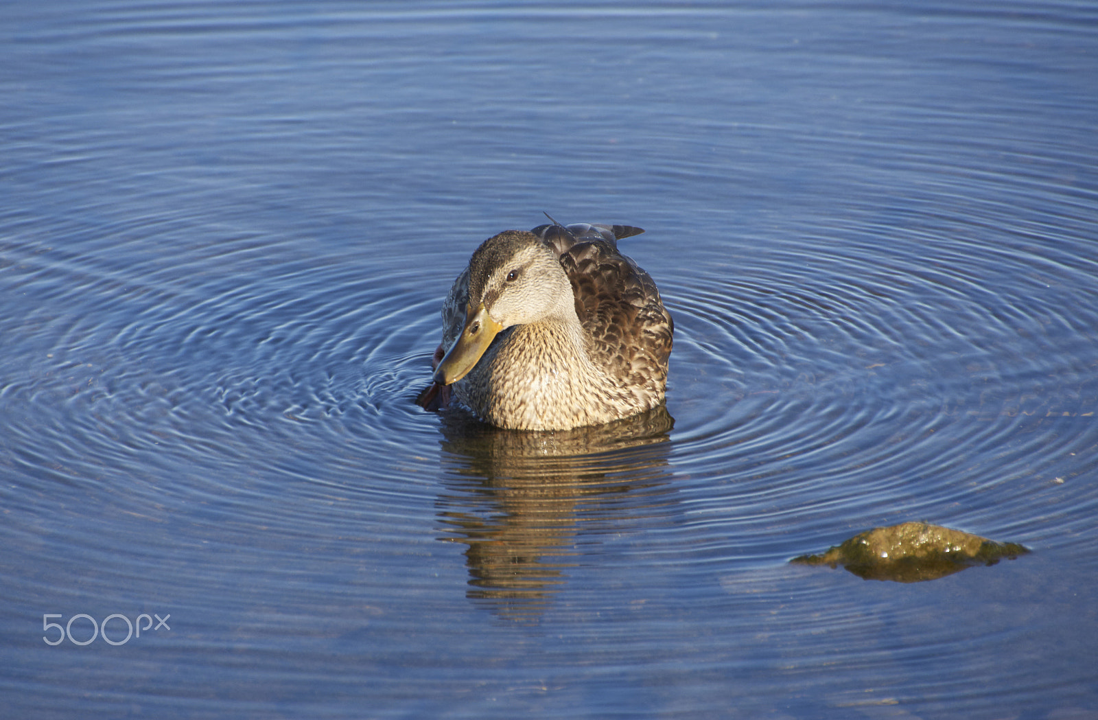 Sony SLT-A65 (SLT-A65V) + DT 18-270mm F3.5-6.3 SSM sample photo. Duck photography