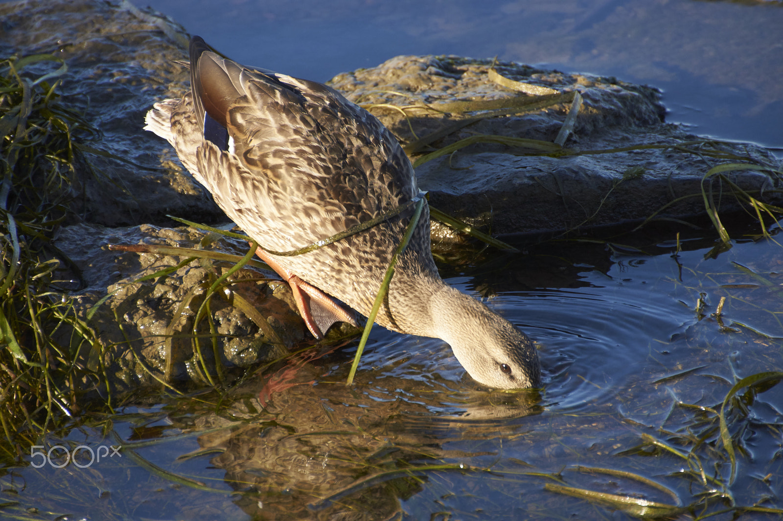 Sony SLT-A65 (SLT-A65V) + DT 18-270mm F3.5-6.3 SSM sample photo. Canard photography