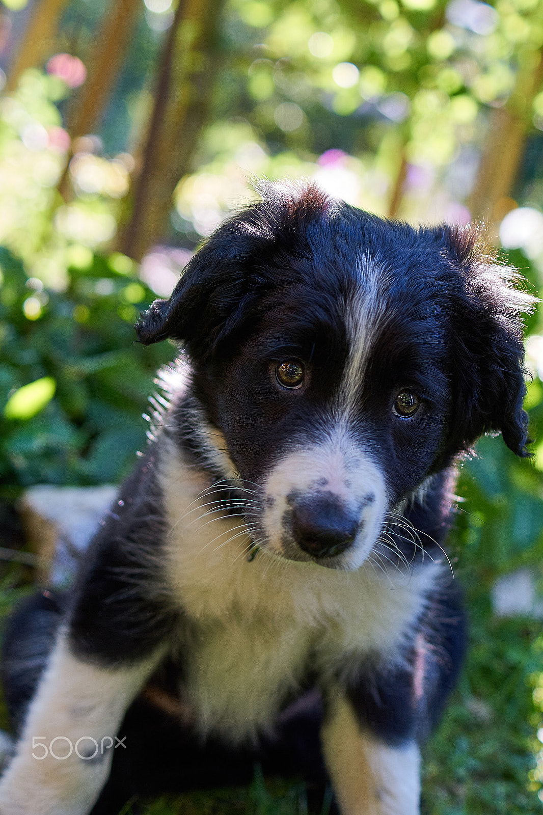Sony ILCA-77M2 + Sony DT 35mm F1.8 SAM sample photo. Puppy "greta" - 3 photography