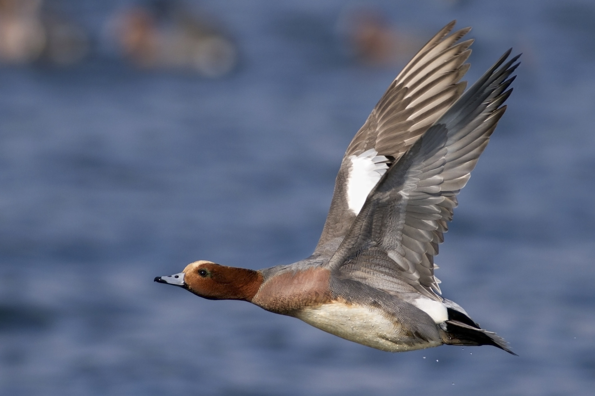 Canon EF 300mm f/2.8L + 2x sample photo. Widgeon photography