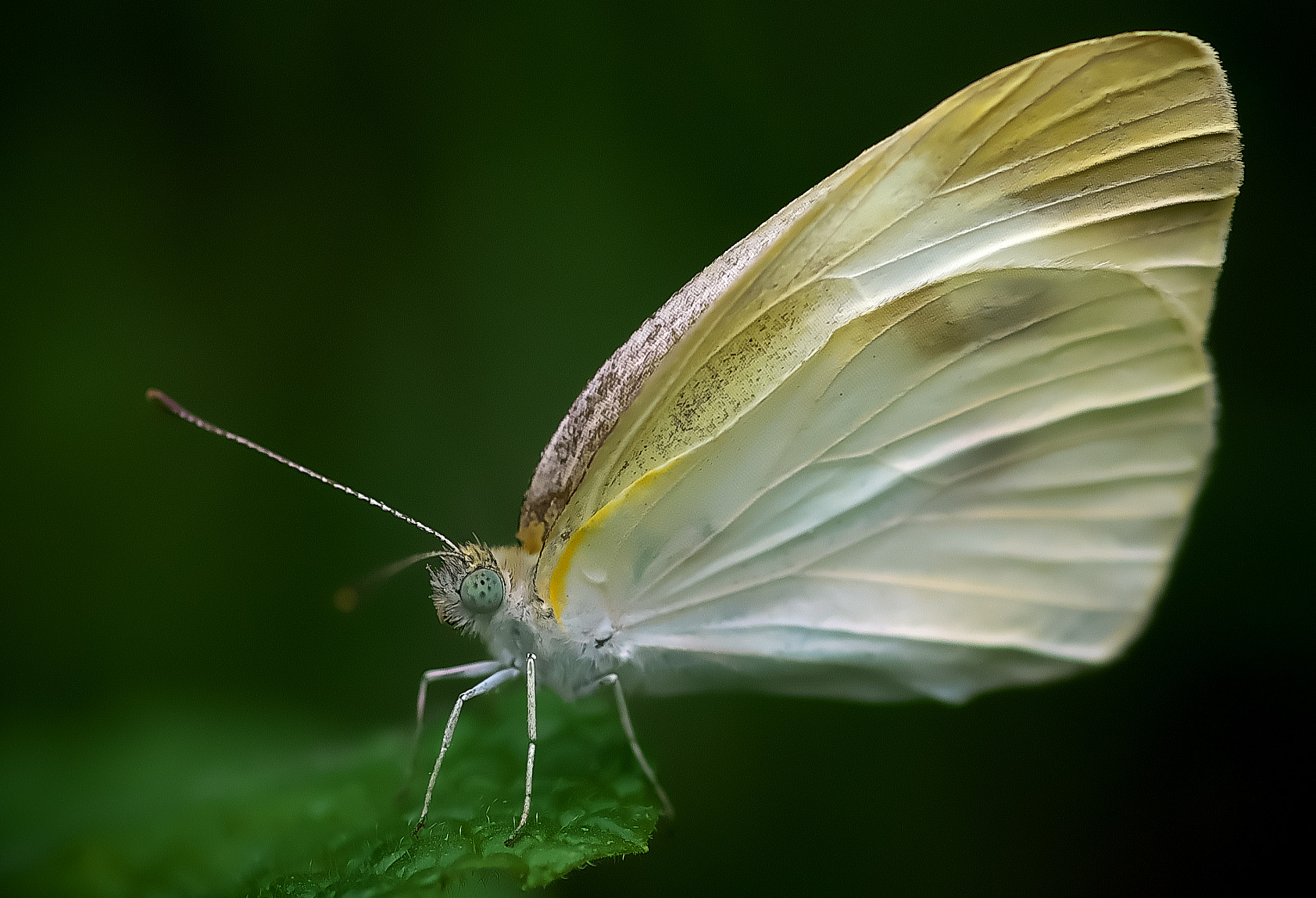 Pentax K-50 + Pentax smc D-FA 100mm F2.8 Macro WR sample photo. Cabbage butterfly photography