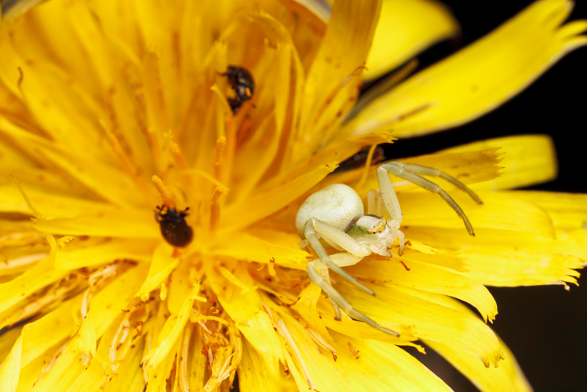 Canon EOS 5D Mark II + Canon MP-E 65mm F2.5 1-5x Macro Photo sample photo. Crab spider photography