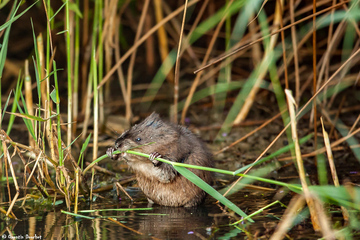 Canon EF 600mm F4L IS II USM sample photo. Rat musqué photography