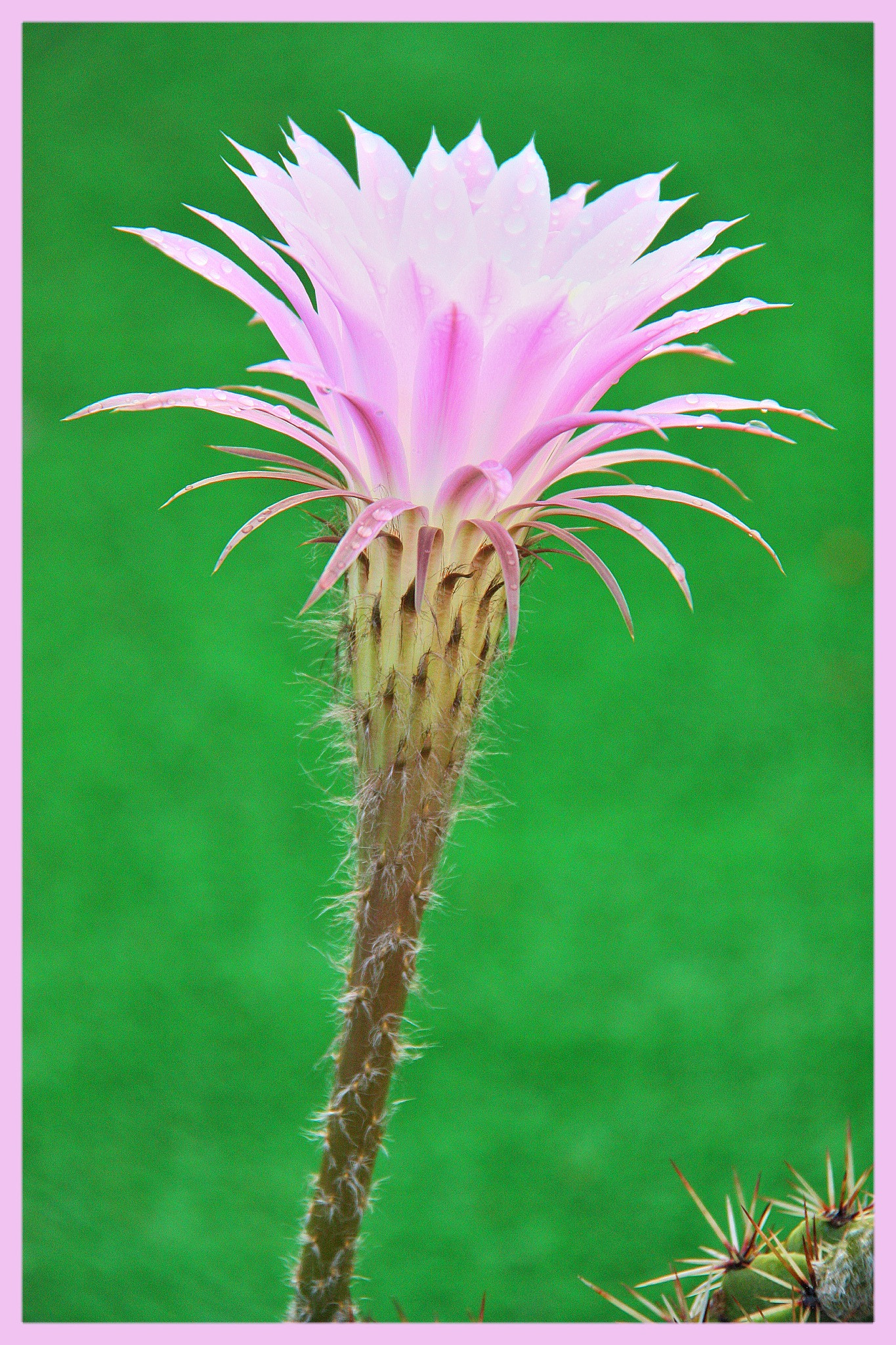 Canon EF-S 18-200mm F3.5-5.6 IS sample photo. Fleur de cactus photography