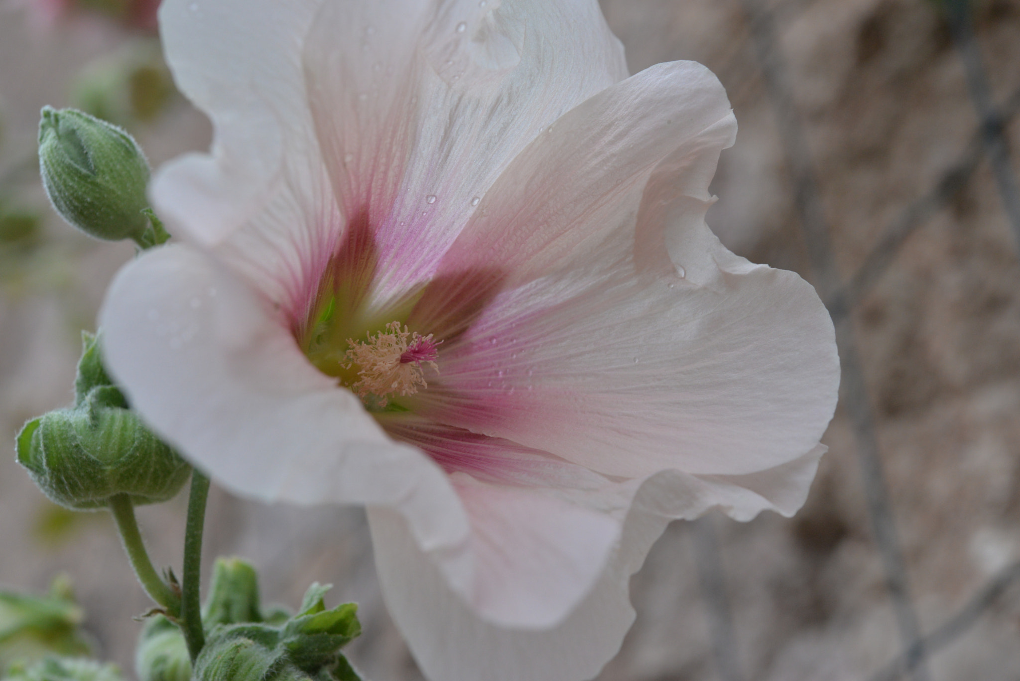 Nikon AF-S Micro-Nikkor 60mm F2.8G ED sample photo. Pastels de roses /188 photography