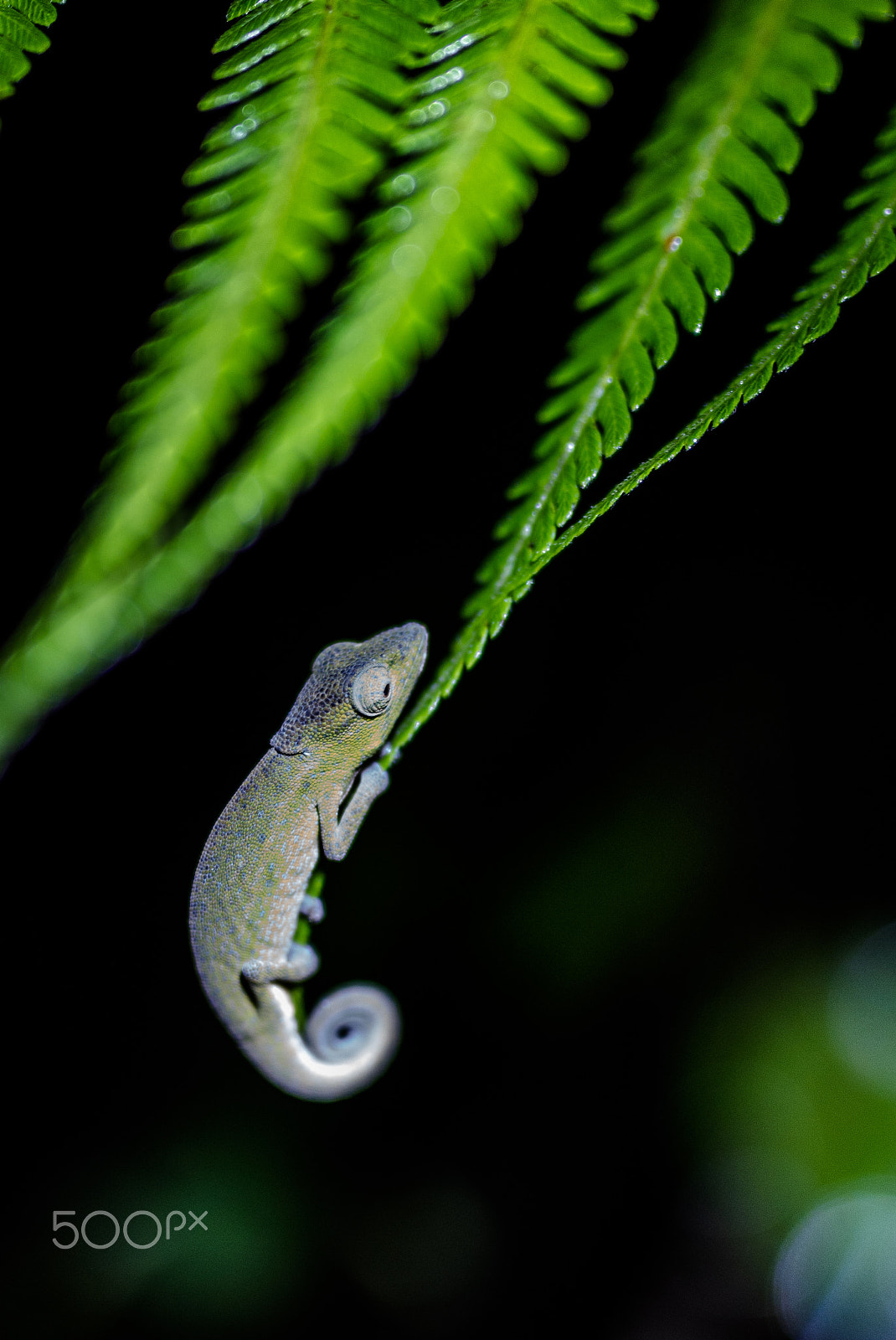 Sigma 35mm F1.4 DG HSM Art sample photo. Chameleon photography
