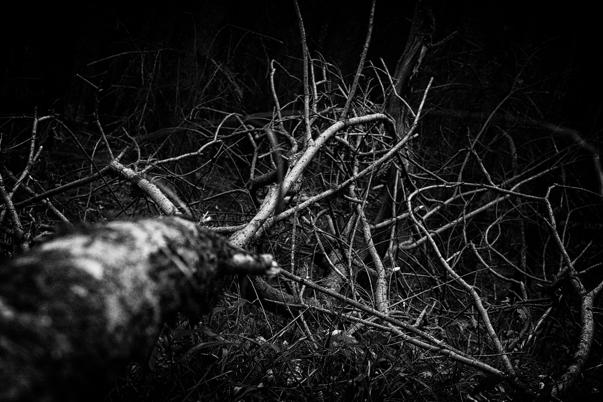 Sony SLT-A65 (SLT-A65V) + Sony DT 50mm F1.8 SAM sample photo. << il était une forêt >> photography