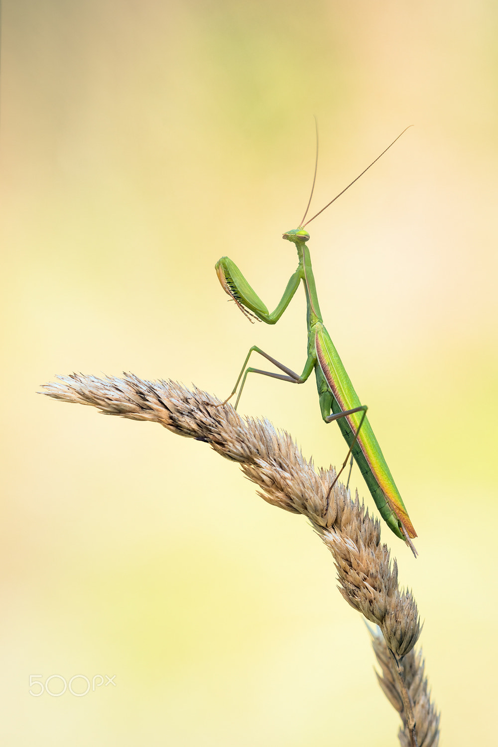 Sigma 150mm F2.8 EX DG Macro HSM sample photo. Mantis religiosa photography