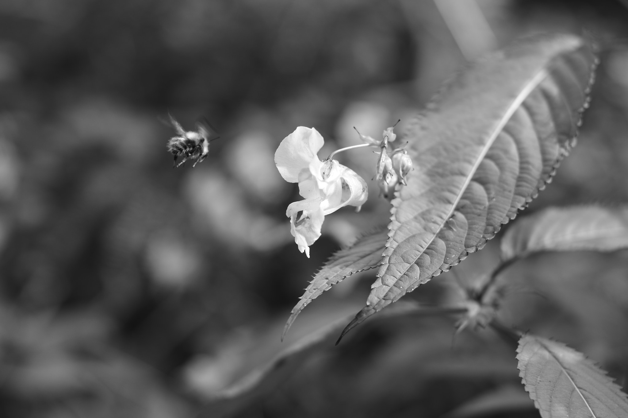 Nikon D3200 + Sigma 50mm F1.4 EX DG HSM sample photo. Incoming... photography