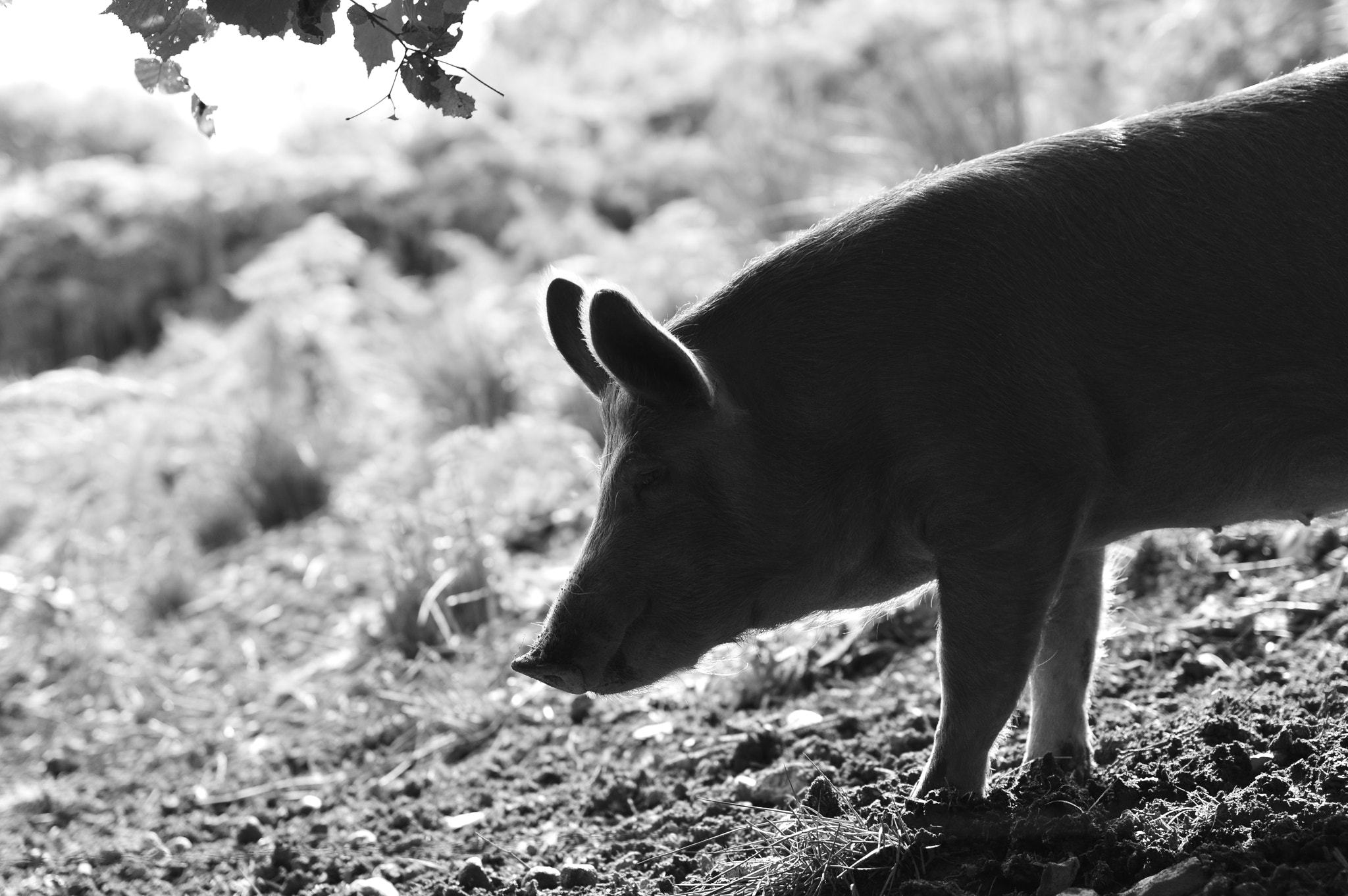Nikon D3200 + Sigma 50mm F1.4 EX DG HSM sample photo. Pig in profile photography