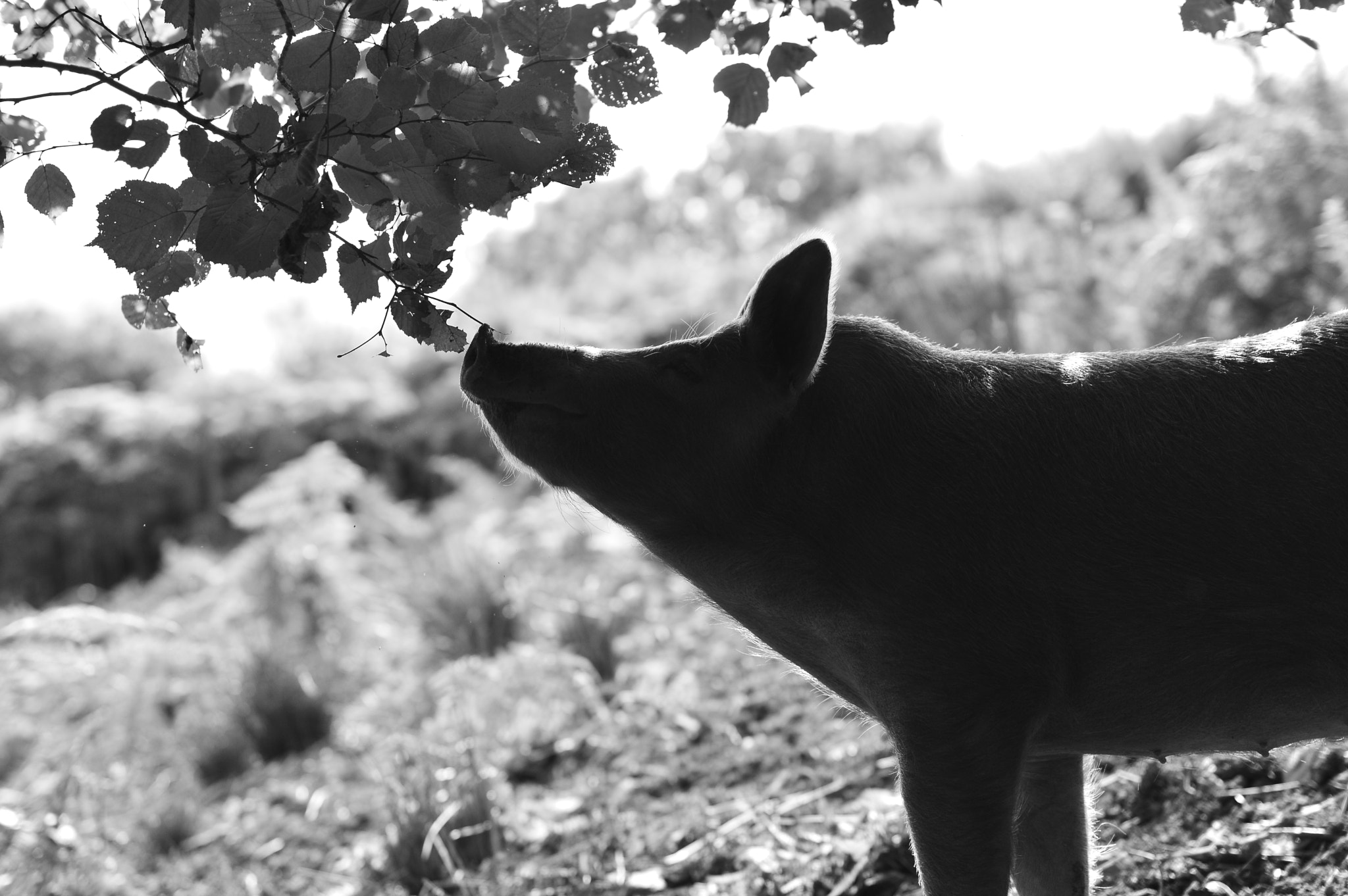 Nikon D3200 + Sigma 50mm F1.4 EX DG HSM sample photo. Pig in silhouette photography