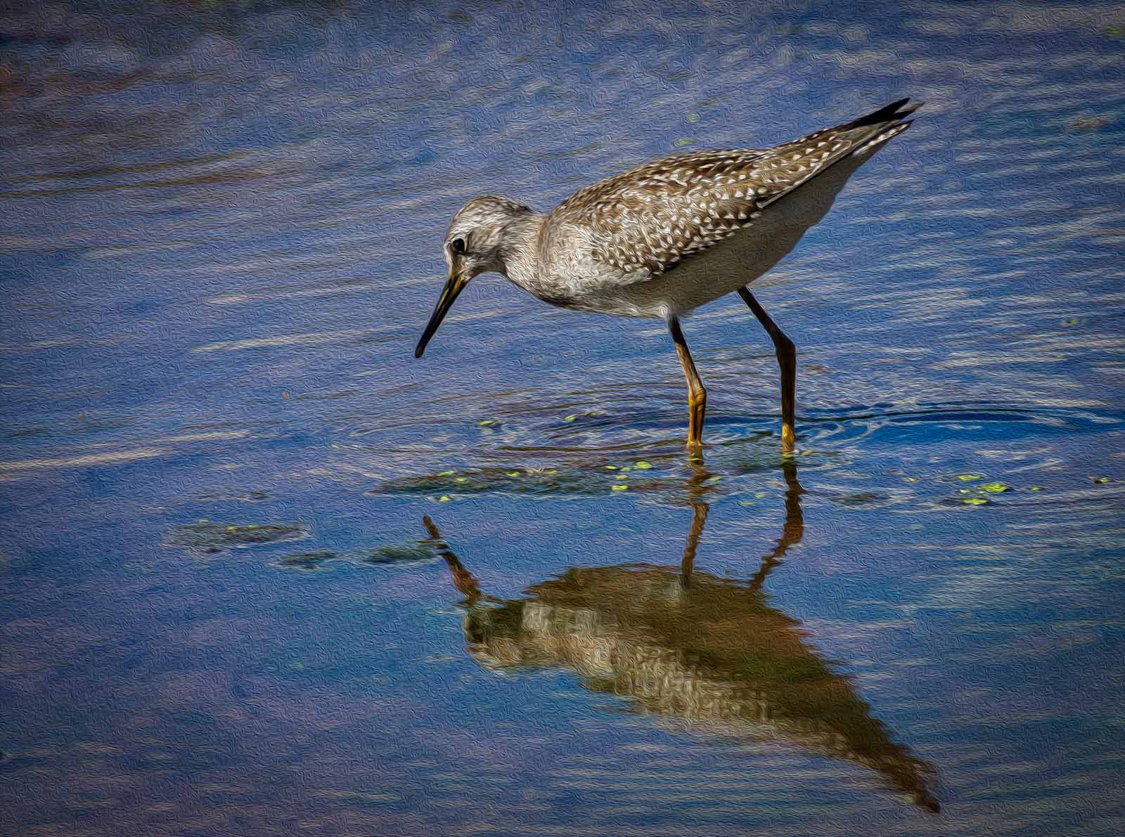 Sony Alpha DSLR-A500 sample photo. Painterly yellow legged sandpiper photography