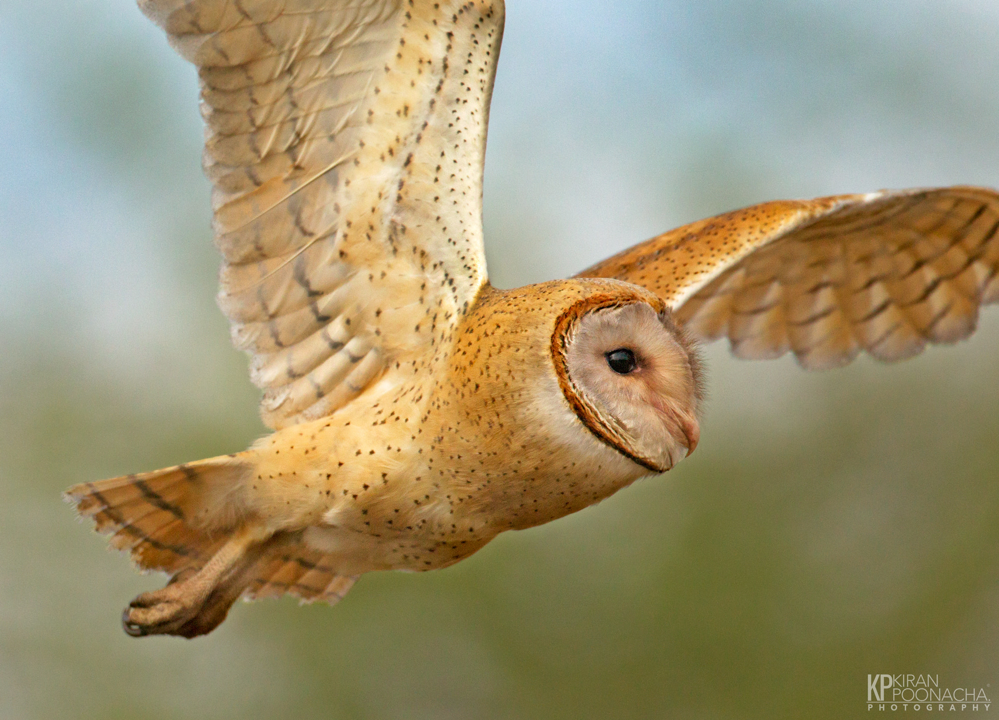 Canon EF 500mm F4L IS USM sample photo. Barn owl in flight photography